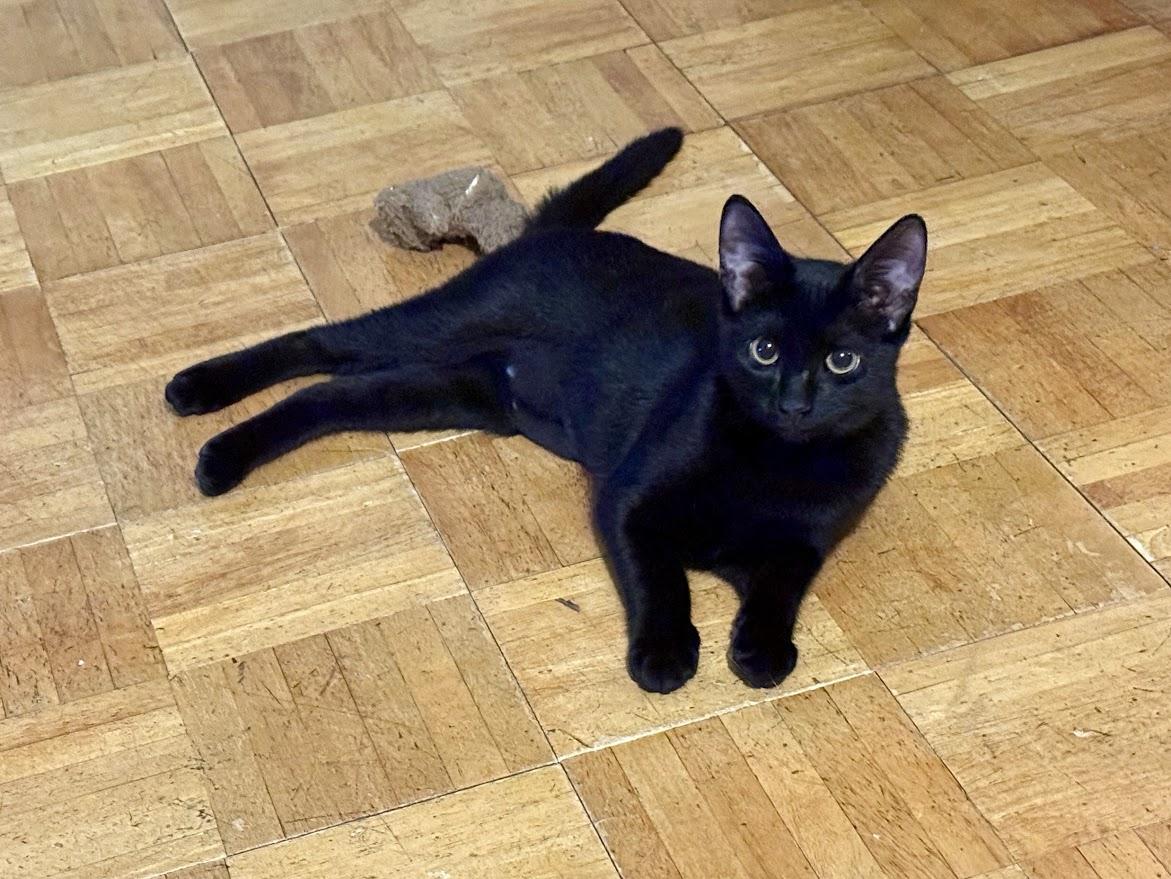 Enlarge Brunson & Shuri-- BONDED PAIR, a Adoptable Domestic Short Hair in New Rochelle, NY image 2/4