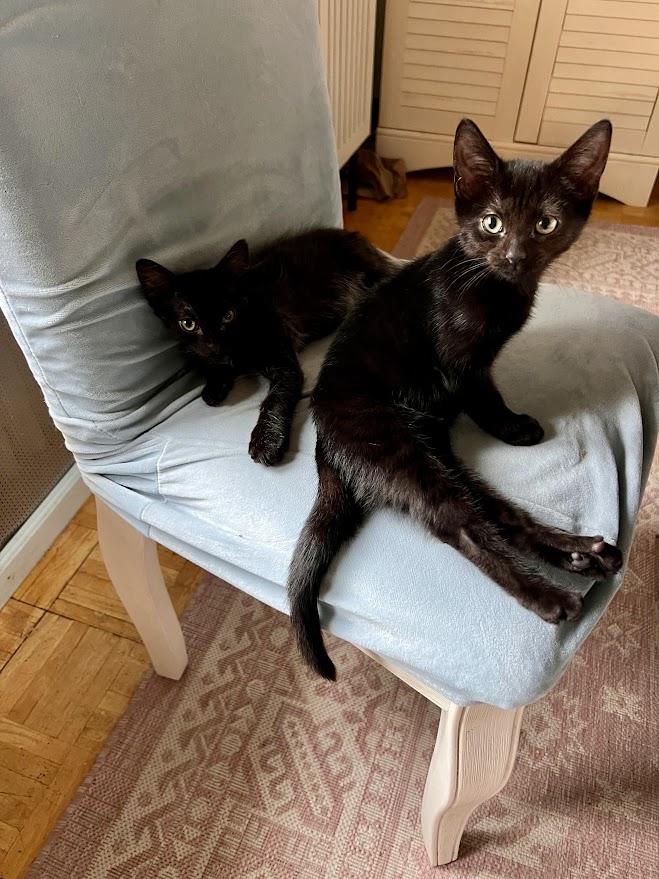 Brunson & Shuri-- BONDED PAIR, Adoptable, Kitten Male Domestic Short Hair.