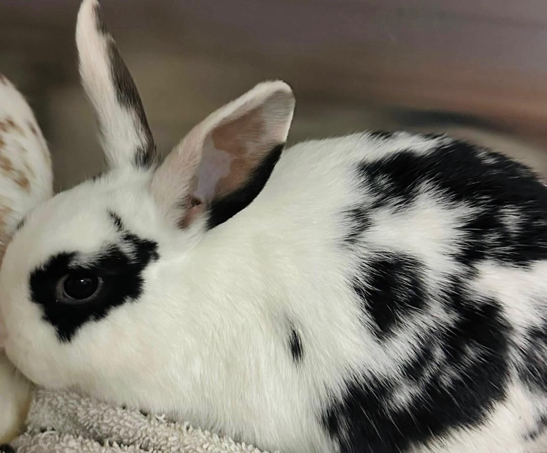 Ruby, ADOPTABLE, Young Female Bunny Rabbit.