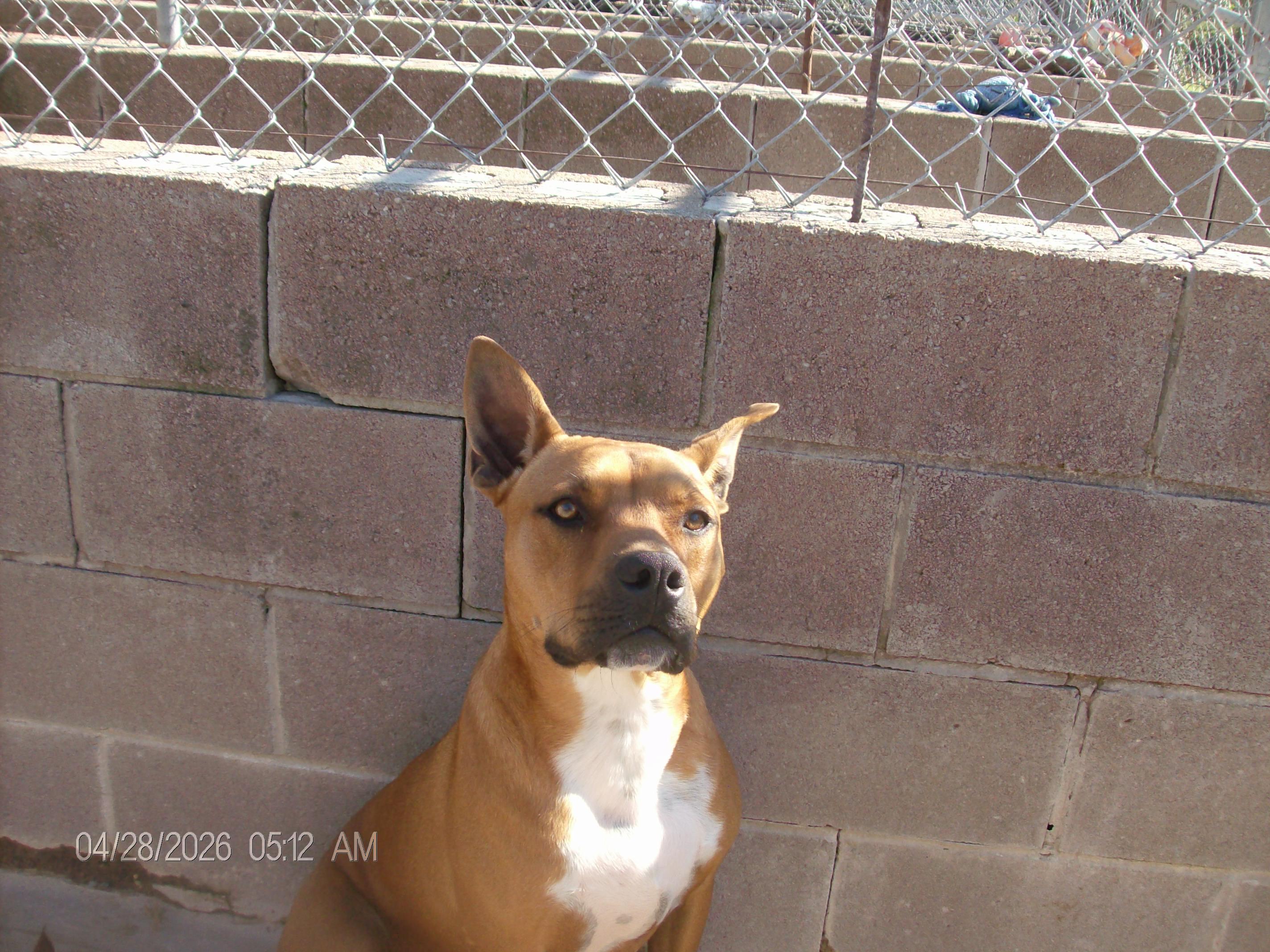 JAMESON, a Adoptable mixed breed in Kellyville, OK image 6/6