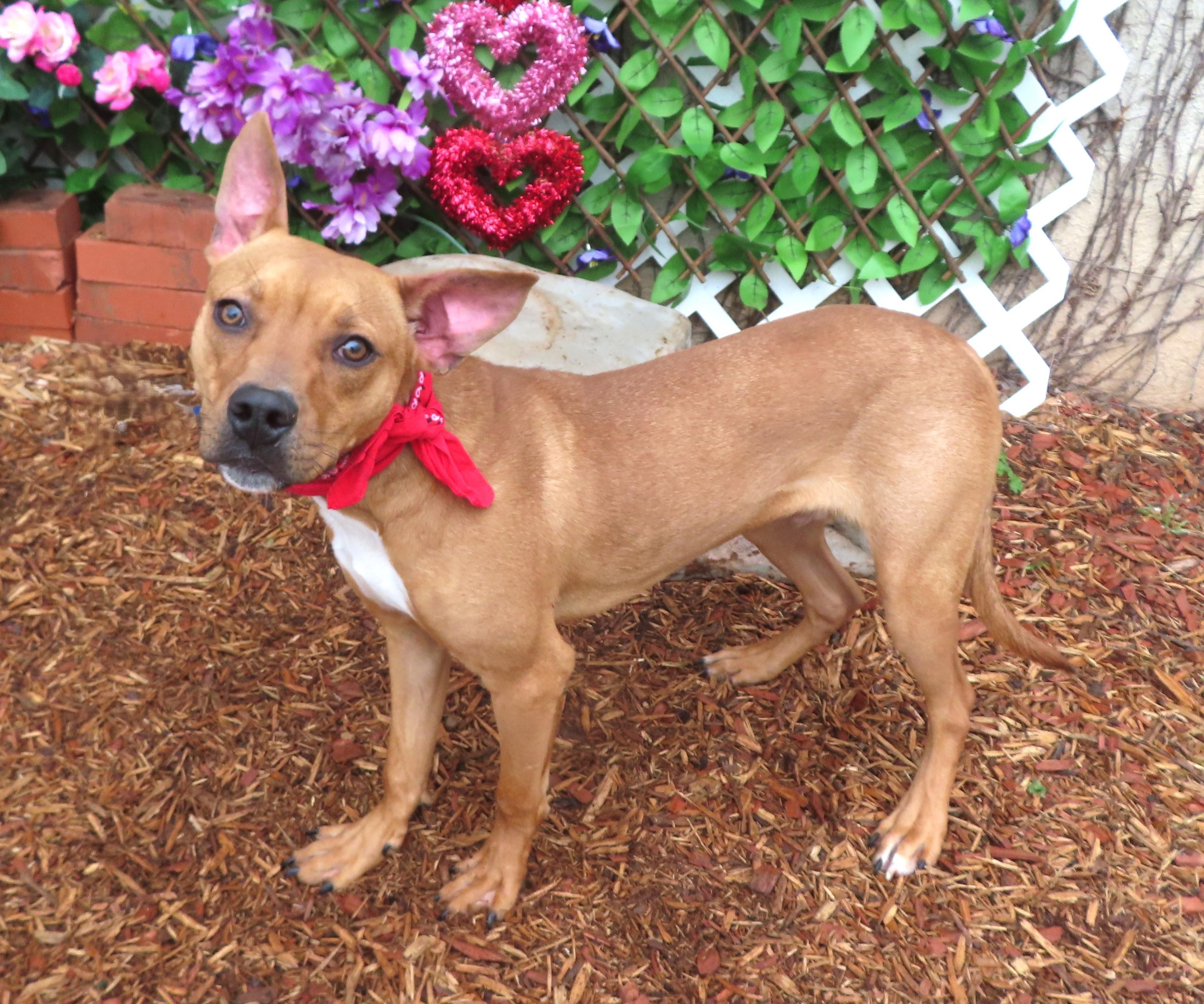 JAMESON, Adoptable, Young Male Terrier.
