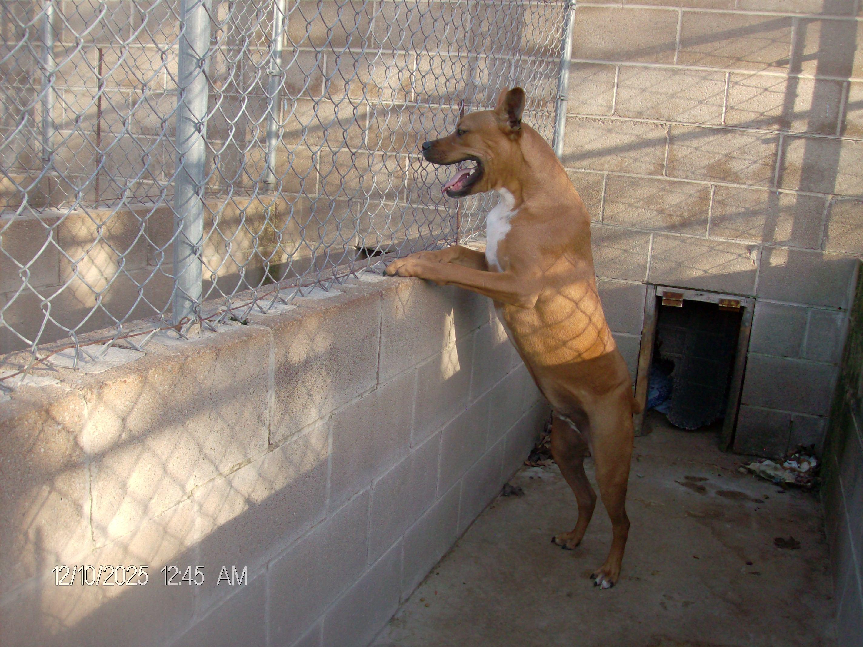 Enlarge JAMESON, a Adoptable mixed breed in Kellyville, OK image 6/6