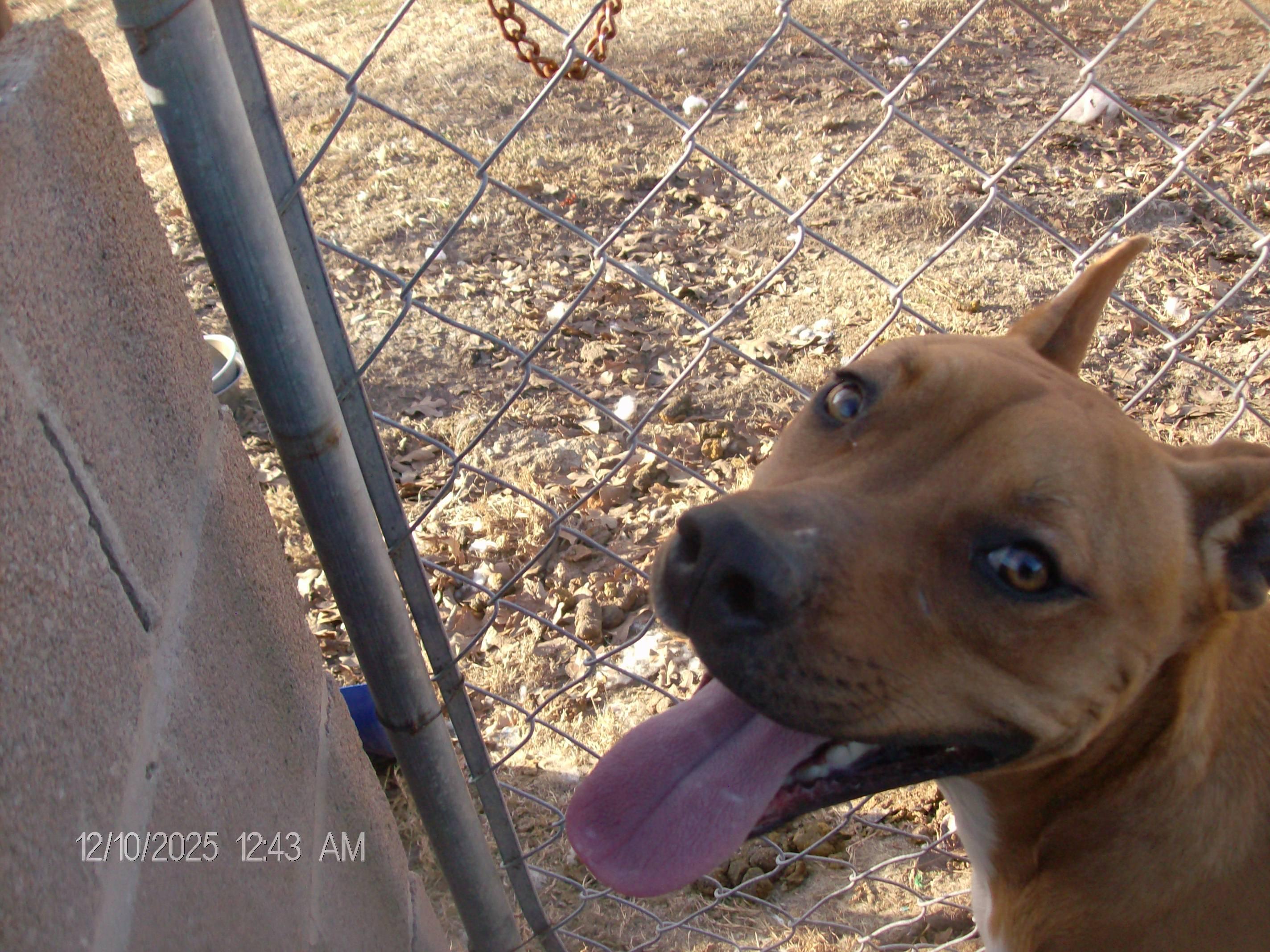 Enlarge JAMESON, a Adoptable mixed breed in Kellyville, OK image 4/6