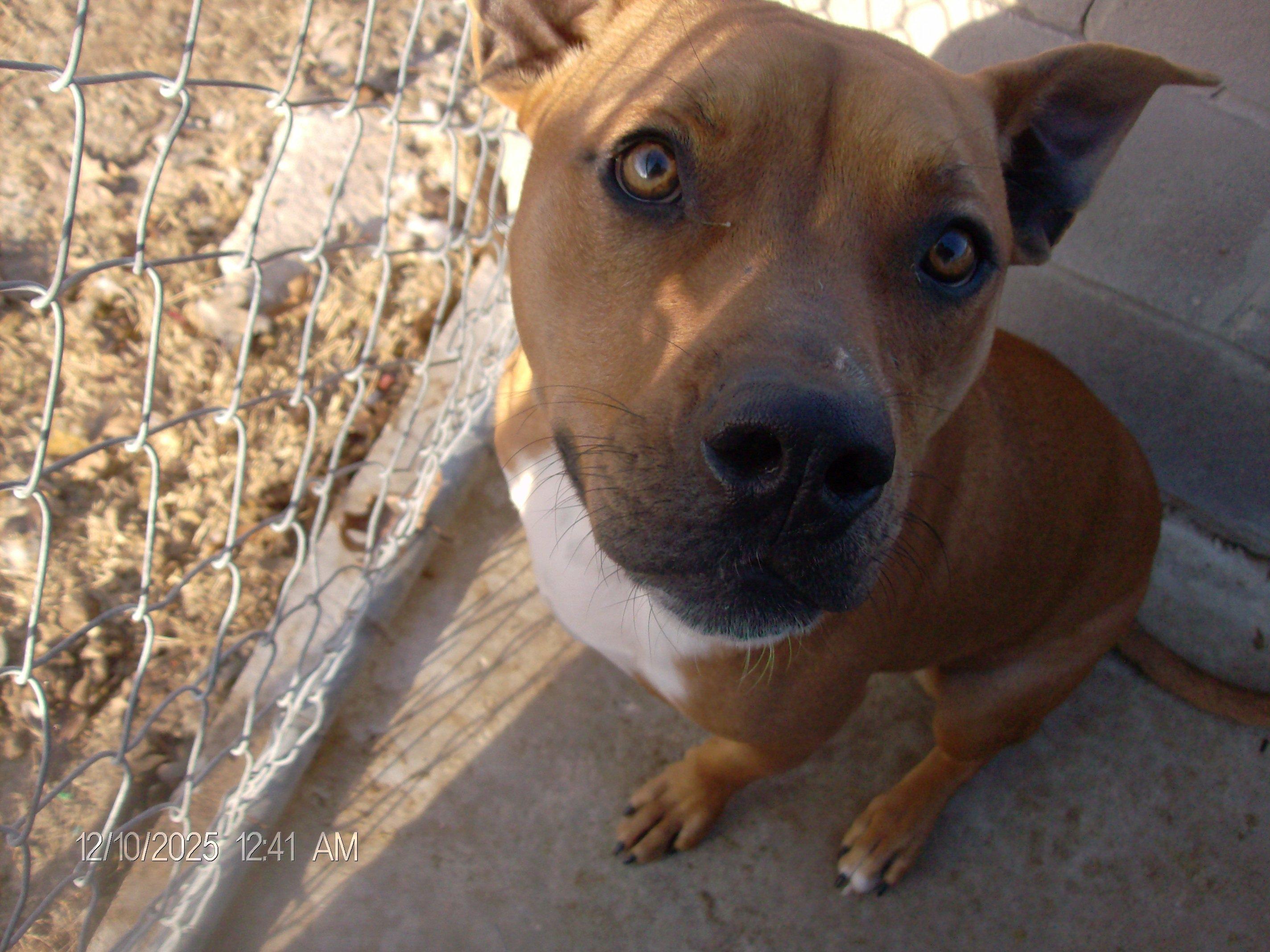 Enlarge JAMESON, a Adoptable mixed breed in Kellyville, OK image 2/6