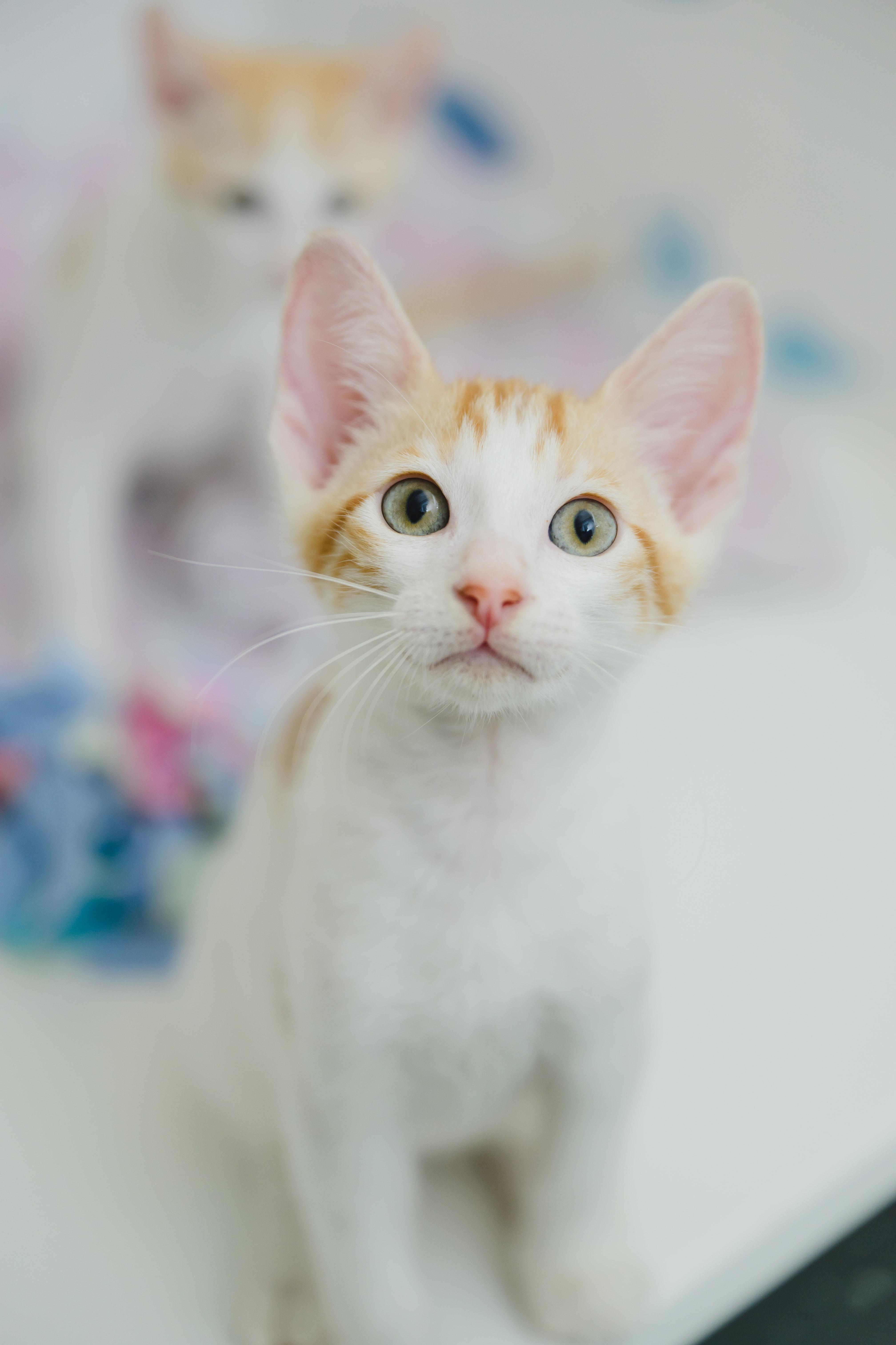 Enlarge Sunkist, a Adoptable Domestic Short Hair in Honolulu, HI image 2/6