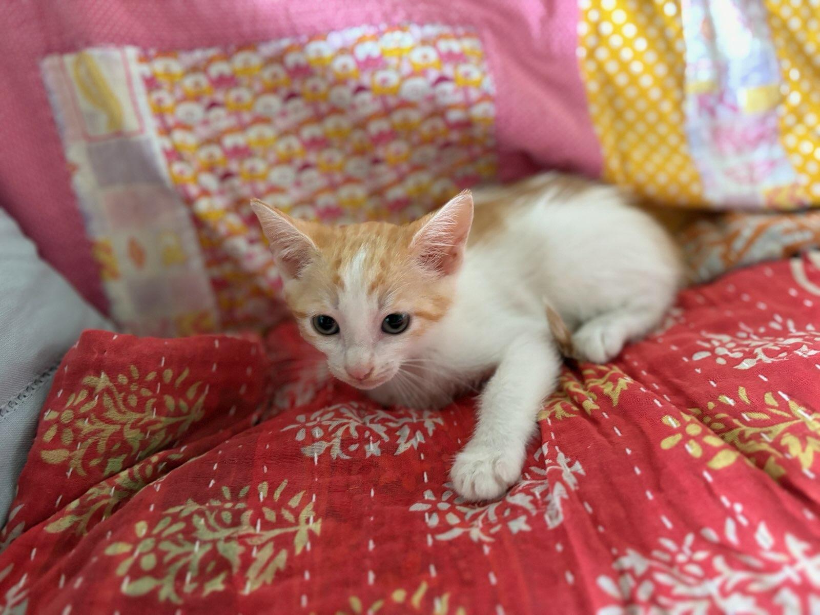 Enlarge Sunkist, a Adoptable Domestic Short Hair in Honolulu, HI image 4/6
