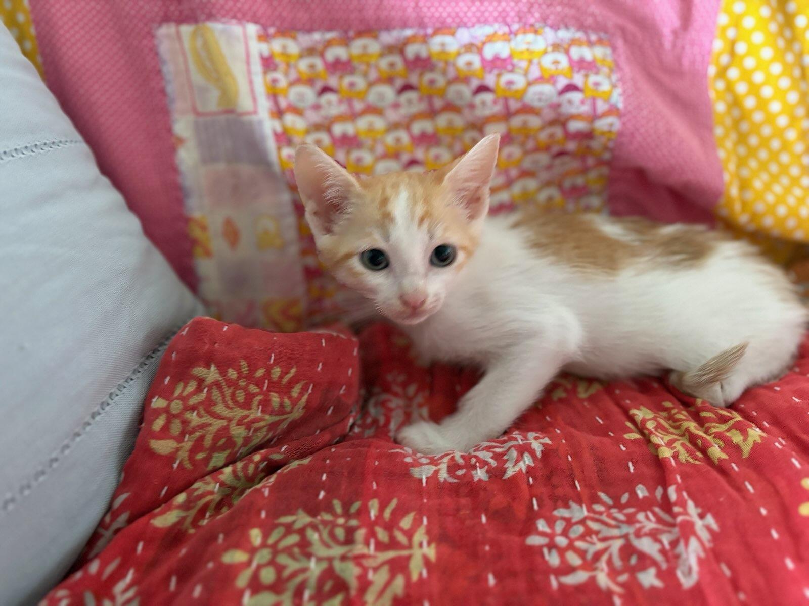 Enlarge Sunkist, a Adoptable Domestic Short Hair in Honolulu, HI image 5/6
