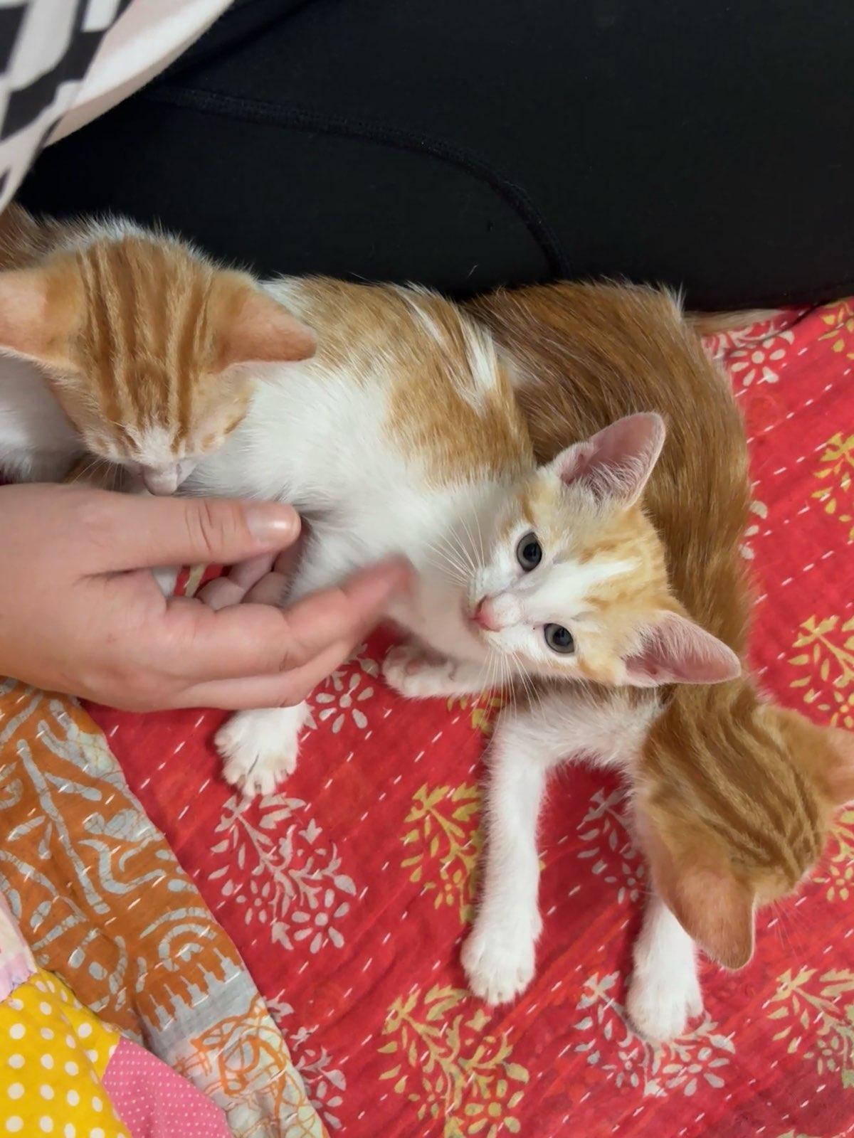 Enlarge Sunkist, a Adoptable Domestic Short Hair in Honolulu, HI image 6/6