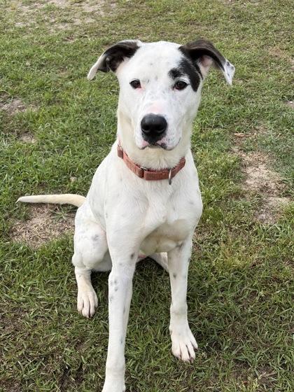 Raichu, Adoptable, Adult Male German Shorthaired Pointer & Dalmatian.