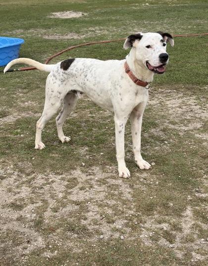 Enlarge Raichu, a Adoptable mixed breed in Conway, SC image 2/3