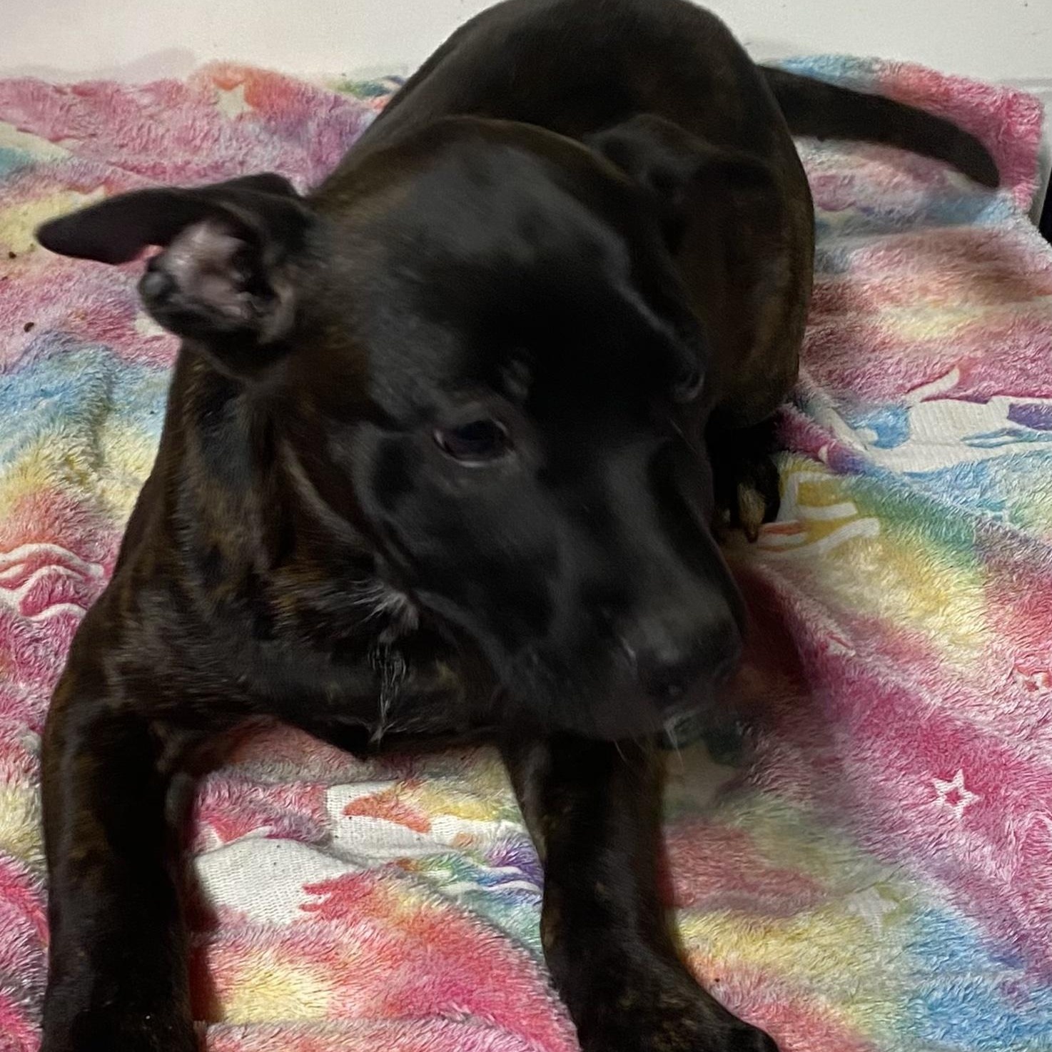 Enlarge Ruby, a Adoptable mixed breed in Oak Bluffs, MA image 2/2