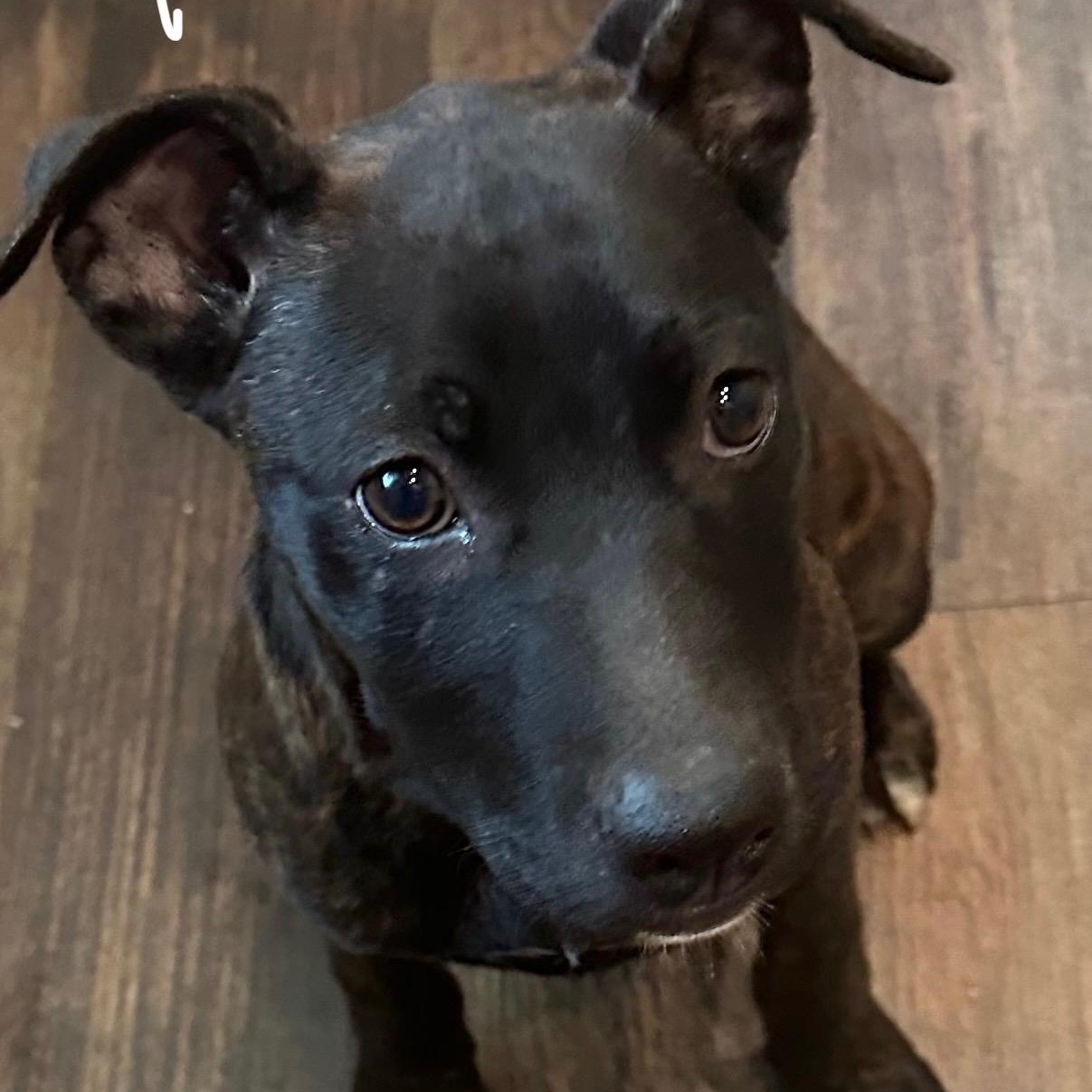 Ruby, Adoptable, Puppy Female American Bulldog.