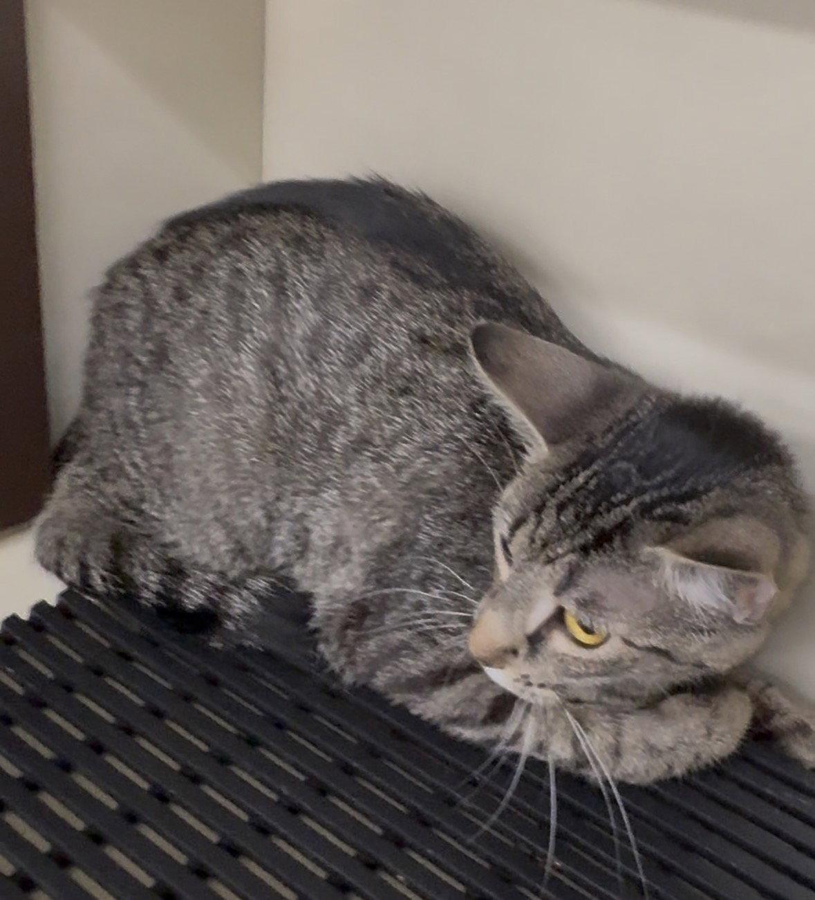 Enlarge Bunnie, a Adoptable Tabby in Cuyahoga Falls, OH image 1/2