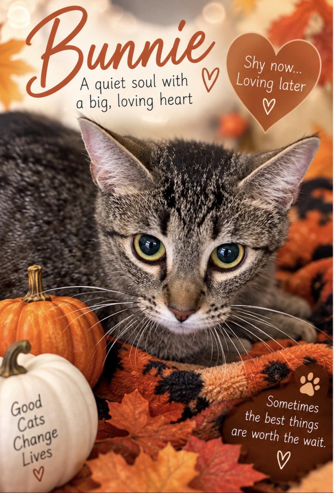 Enlarge Bunnie, a Adoptable Tabby in Cuyahoga Falls, OH image 2/2