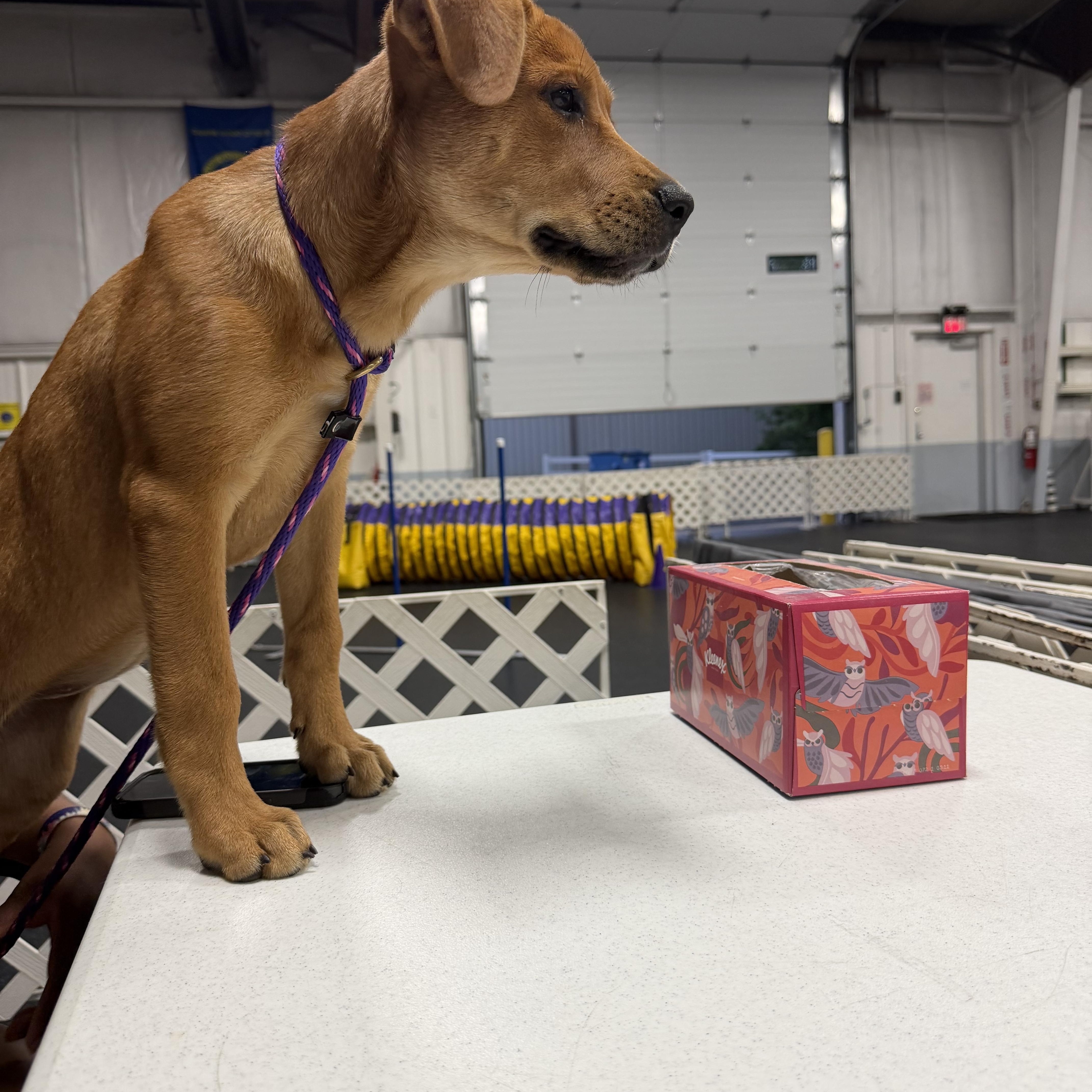 ANNIE OAKLEY, an adopted mixed breed in Cincinnati, OH image 5/6