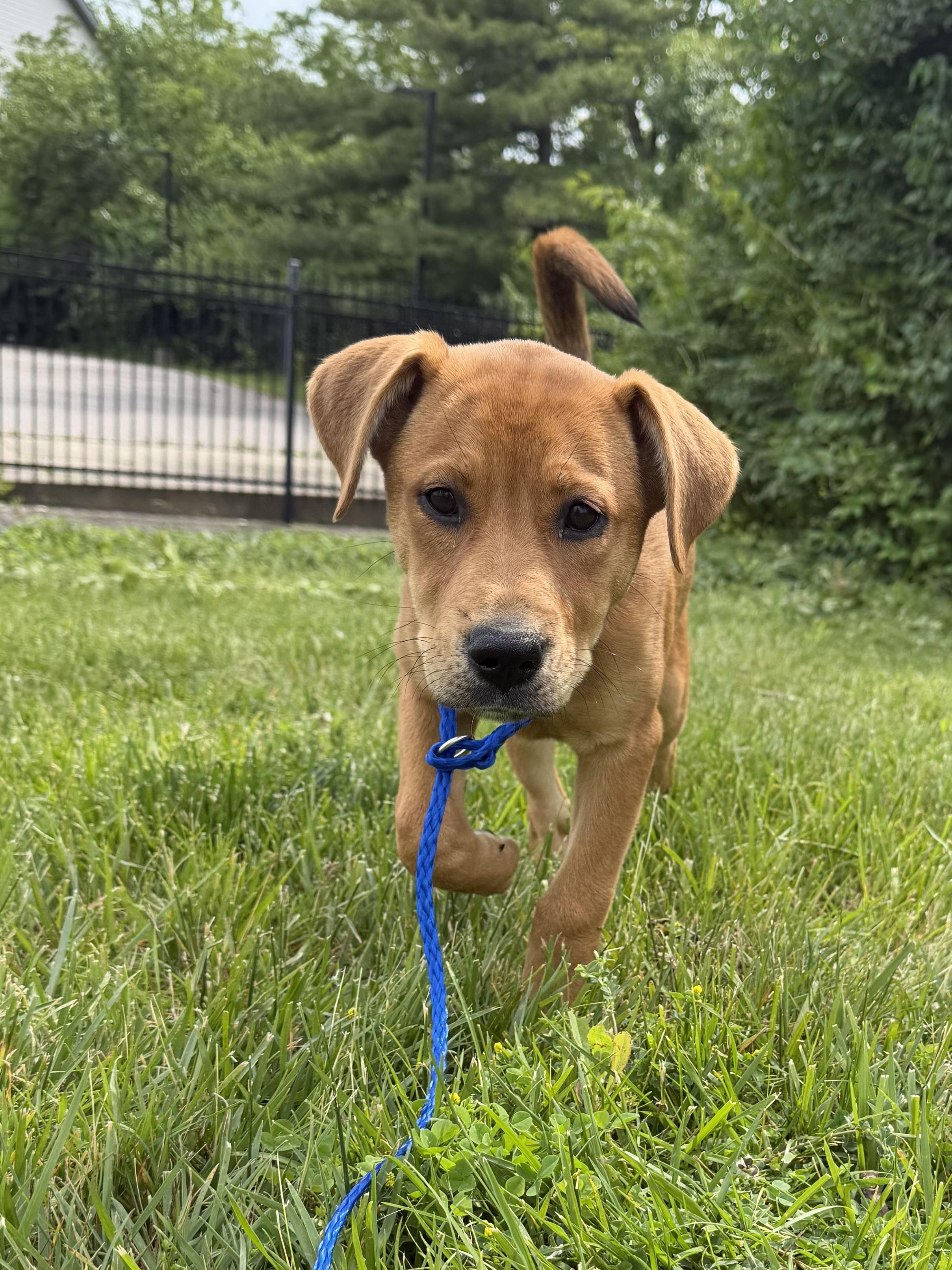 ANNIE OAKLEY, an adopted mixed breed in Cincinnati, OH image 4/6