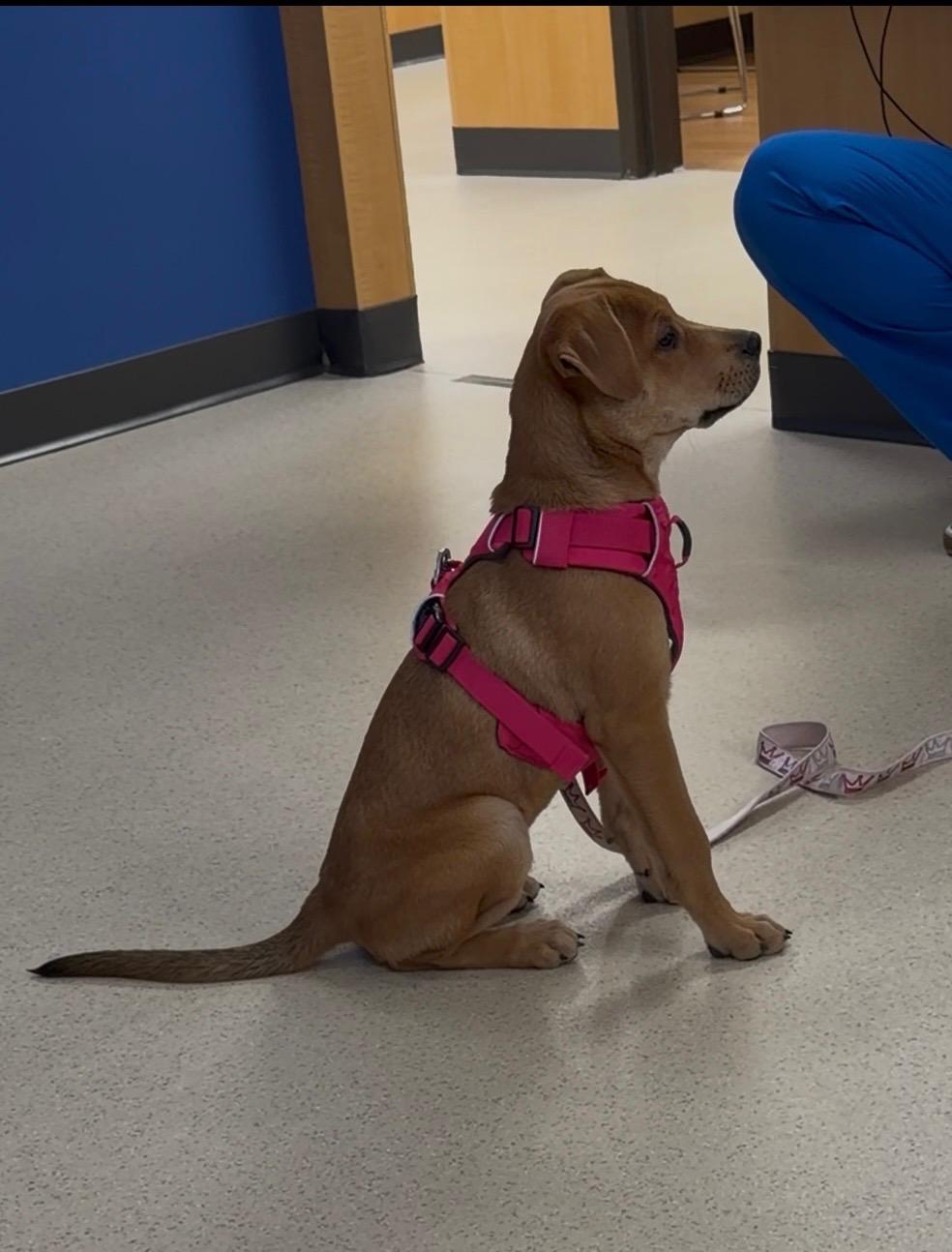 ANNIE OAKLEY, an adopted mixed breed in Cincinnati, OH image 3/6