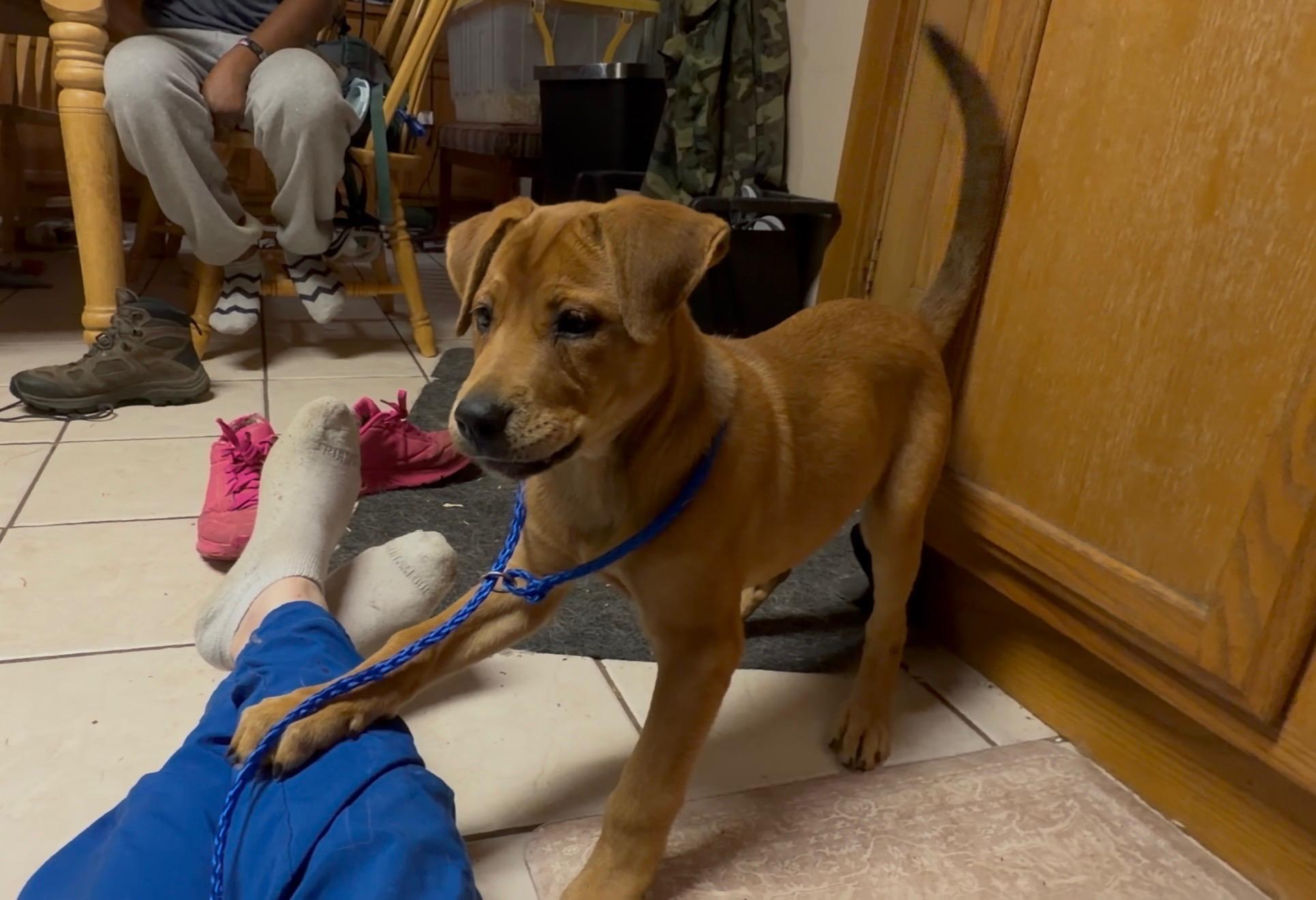 ANNIE OAKLEY, an adopted mixed breed in Cincinnati, OH image 1/6