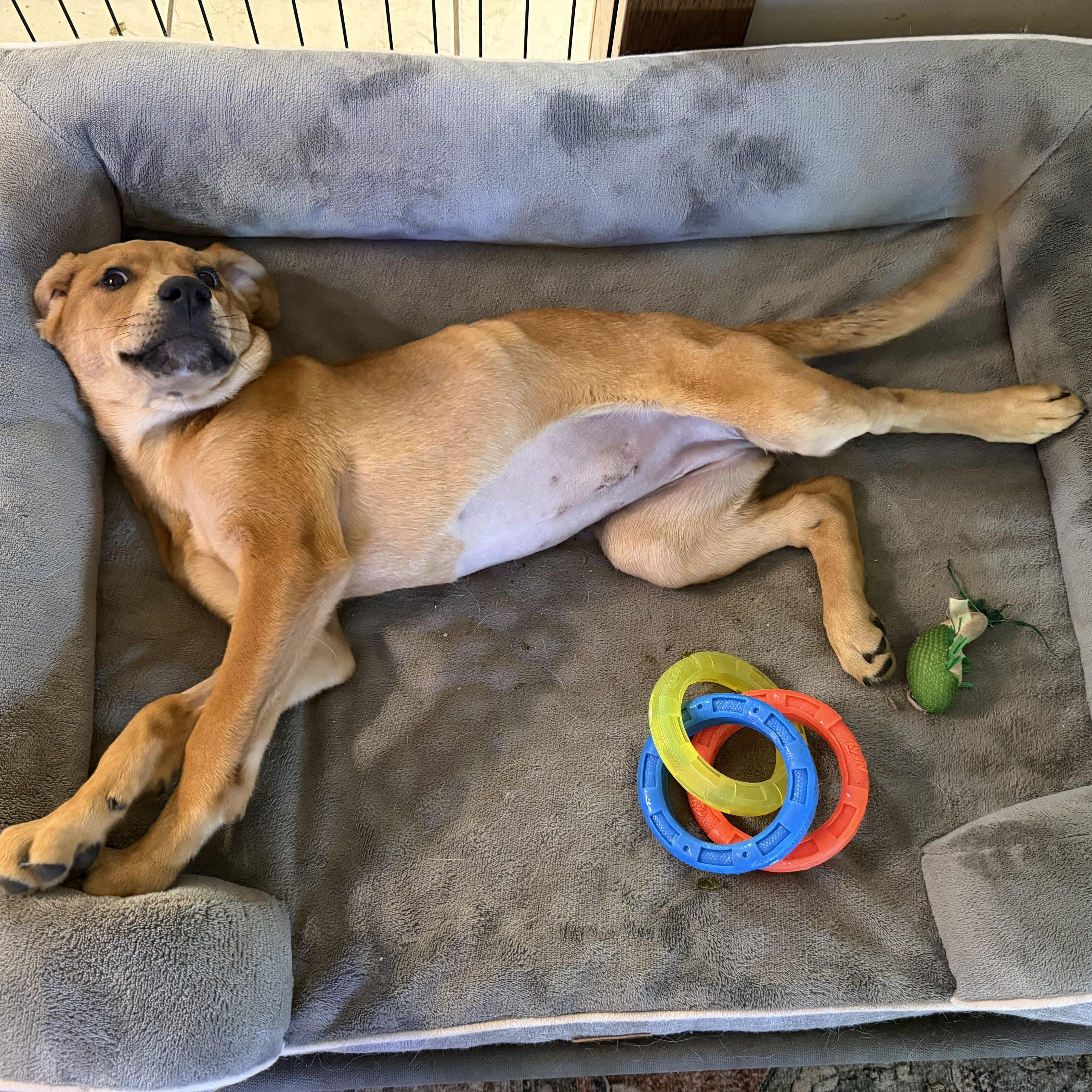 ANNIE OAKLEY, an adopted mixed breed in Cincinnati, OH image 2/6