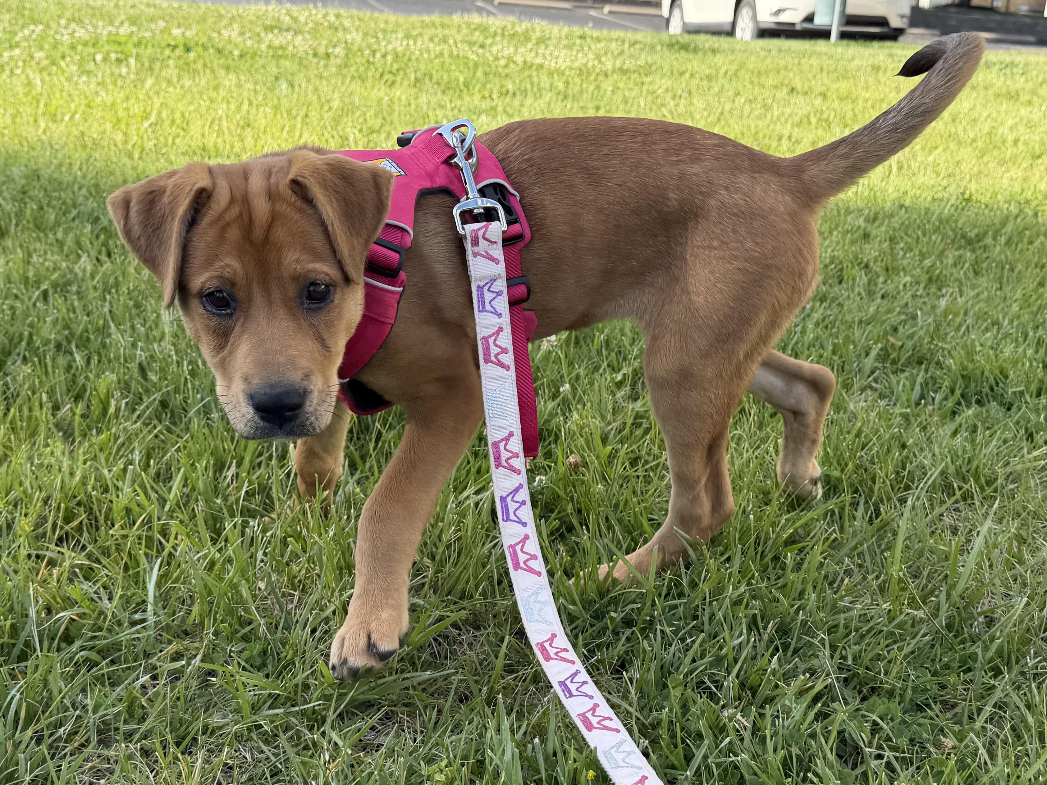ANNIE OAKLEY, an adopted mixed breed in Cincinnati, OH image 6/6