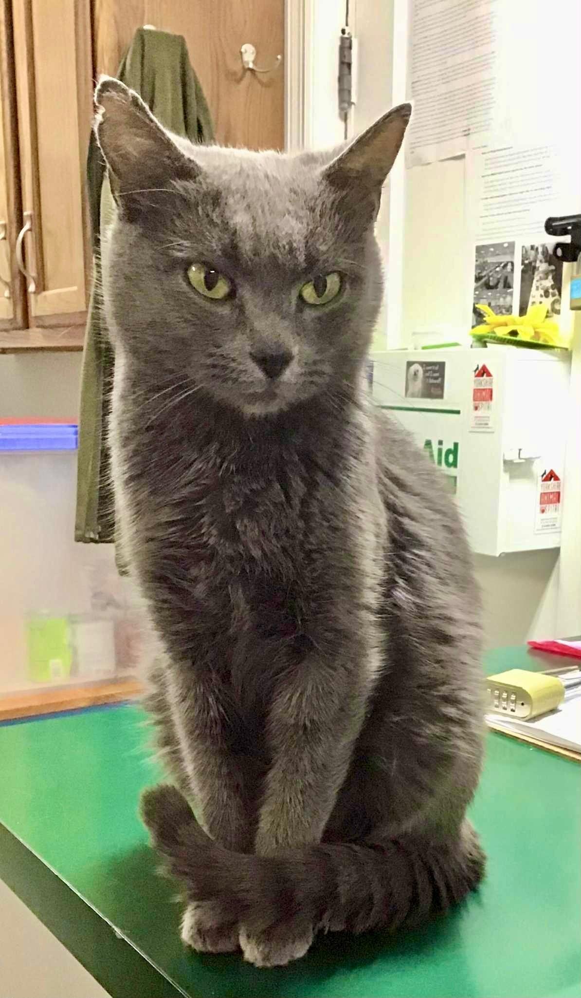 Enlarge Hailey, a ADOPTABLE Domestic Short Hair in Crestwood, MO image 1/3