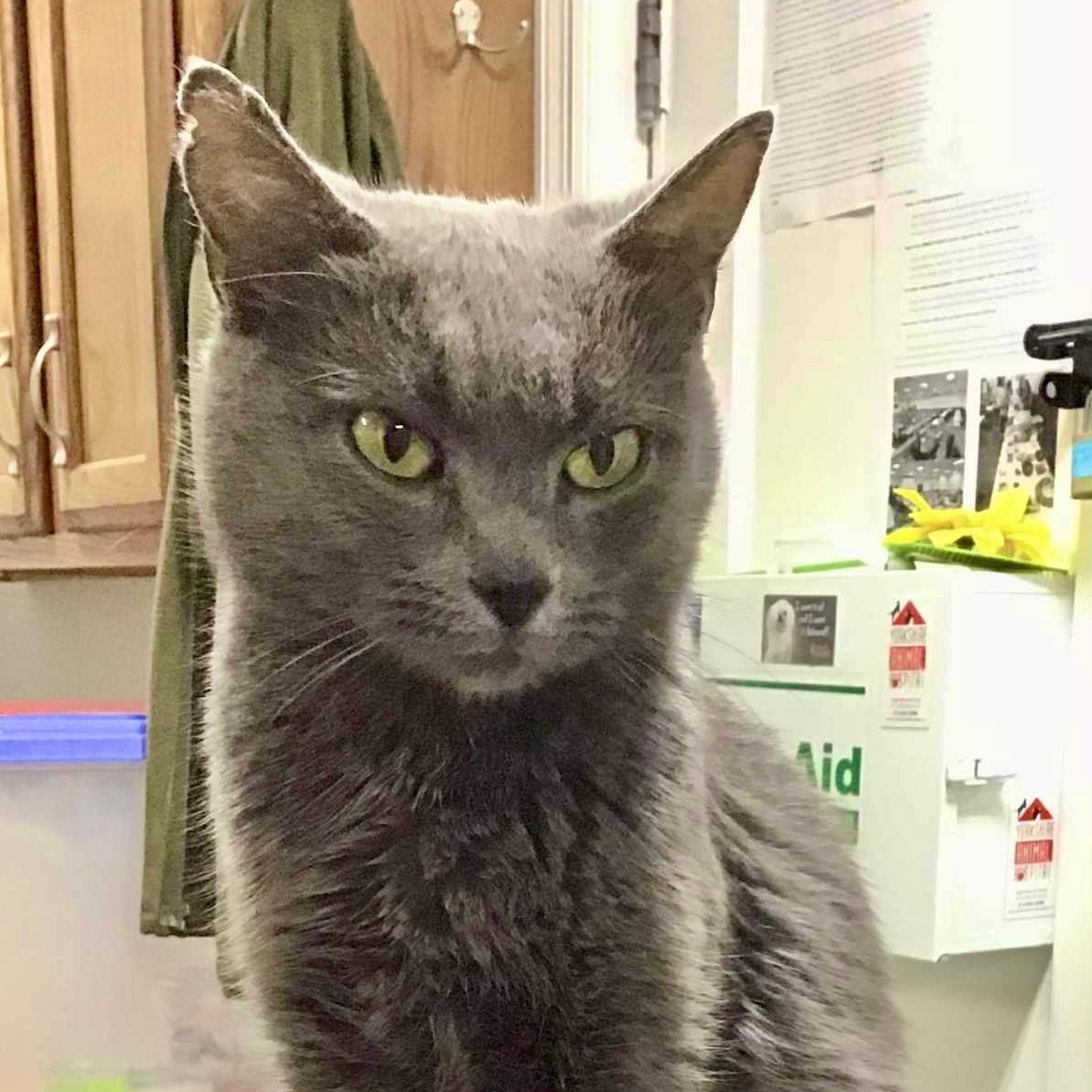 Enlarge Hailey, an adopted Domestic Short Hair in Crestwood, MO image 5/5