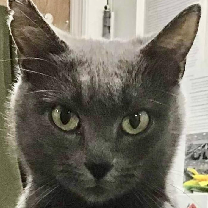 Enlarge Hailey, an adopted Domestic Short Hair in Crestwood, MO image 3/5