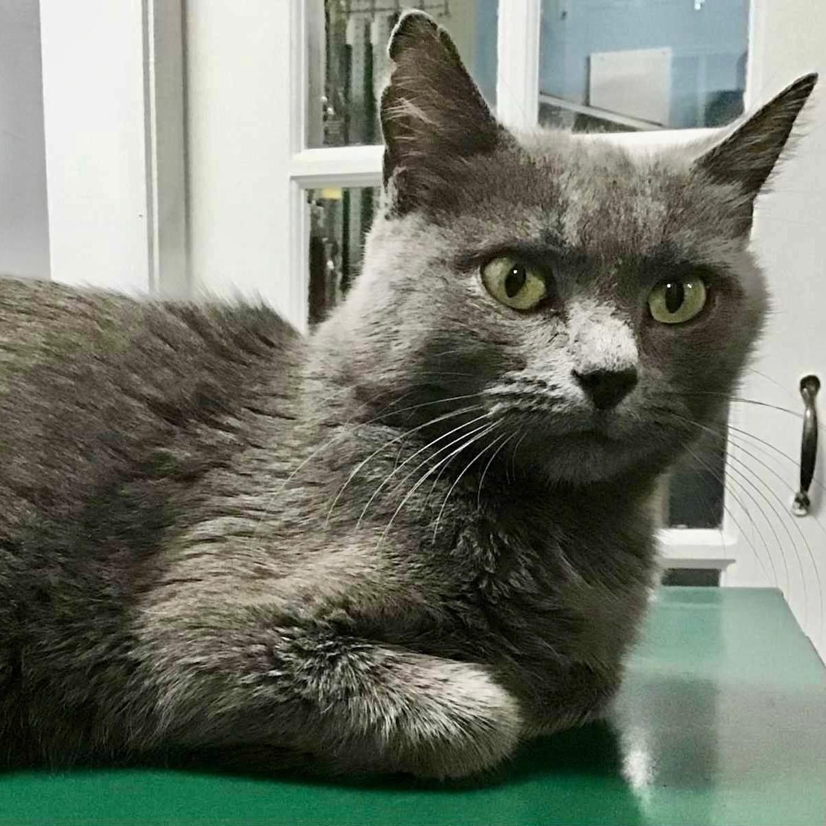 Enlarge Hailey, an adopted Domestic Short Hair in Crestwood, MO image 4/5