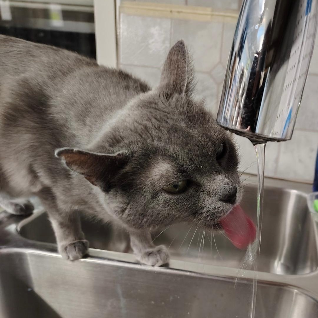 Enlarge Hailey, an adopted Domestic Short Hair in Crestwood, MO image 2/5