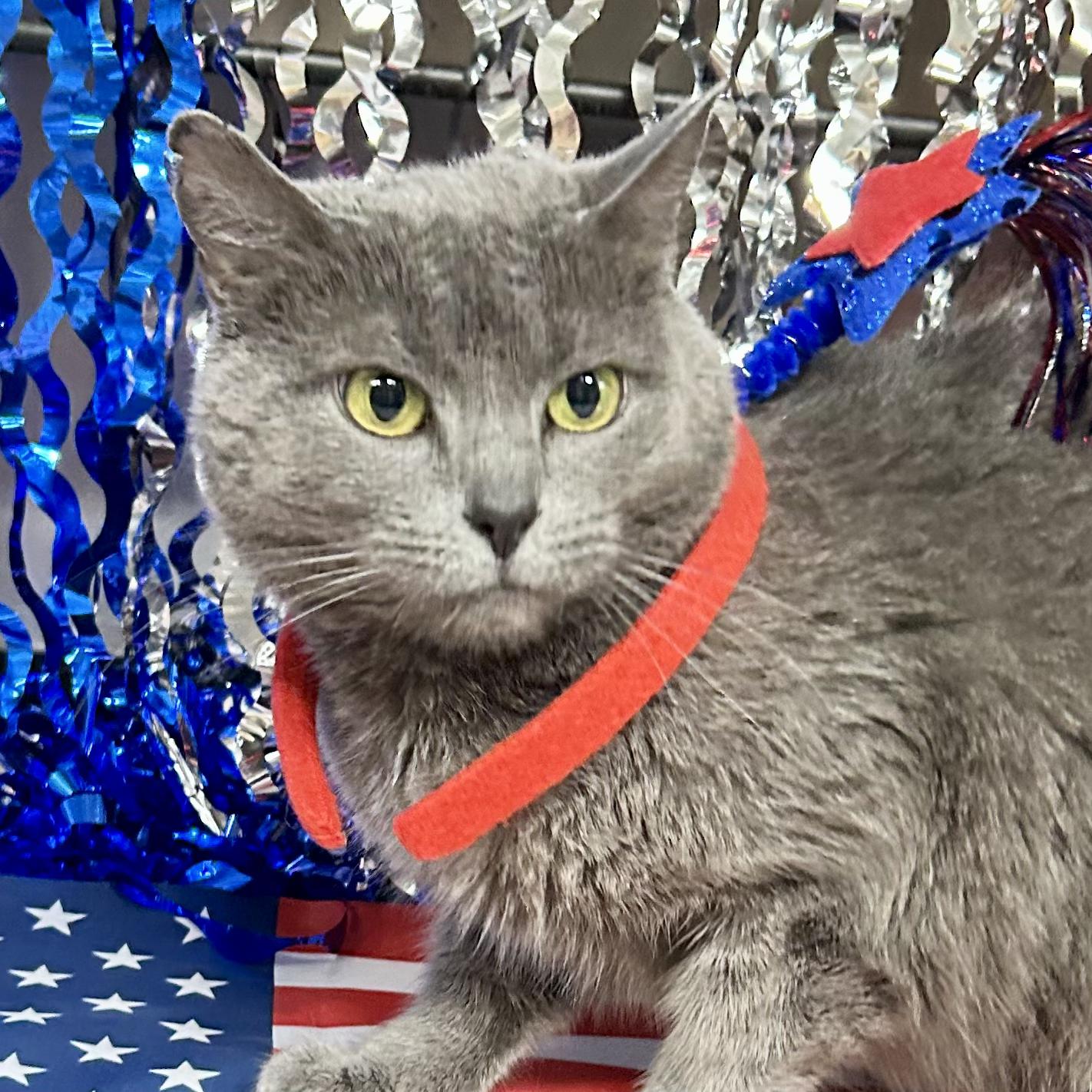 Enlarge Hailey, an adoptable Domestic Short Hair in Crestwood, MO image 4/5