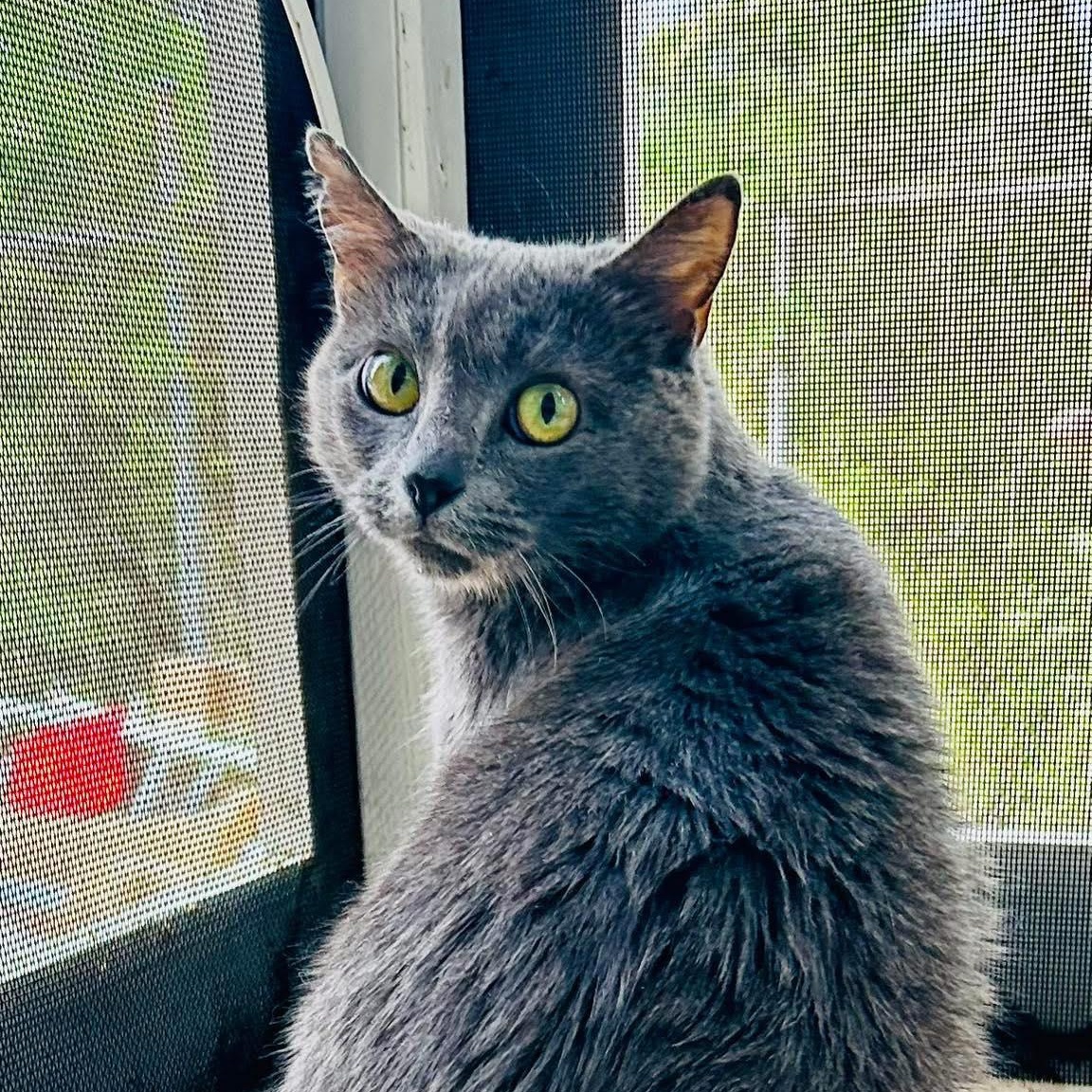 Hailey, ADOPTABLE, Young Female Domestic Short Hair.