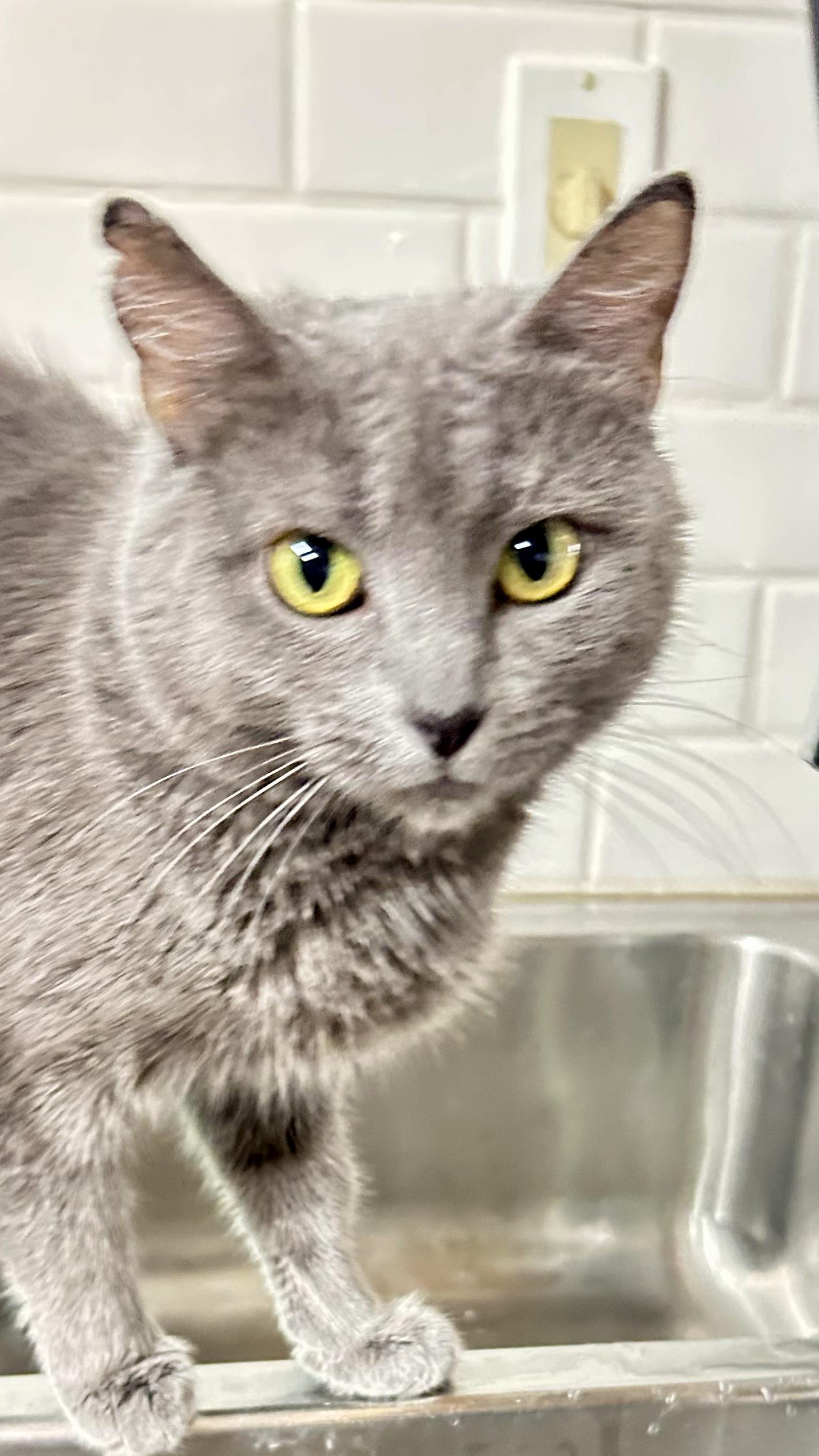 Enlarge Hailey, an adoptable Domestic Short Hair in Crestwood, MO image 5/5