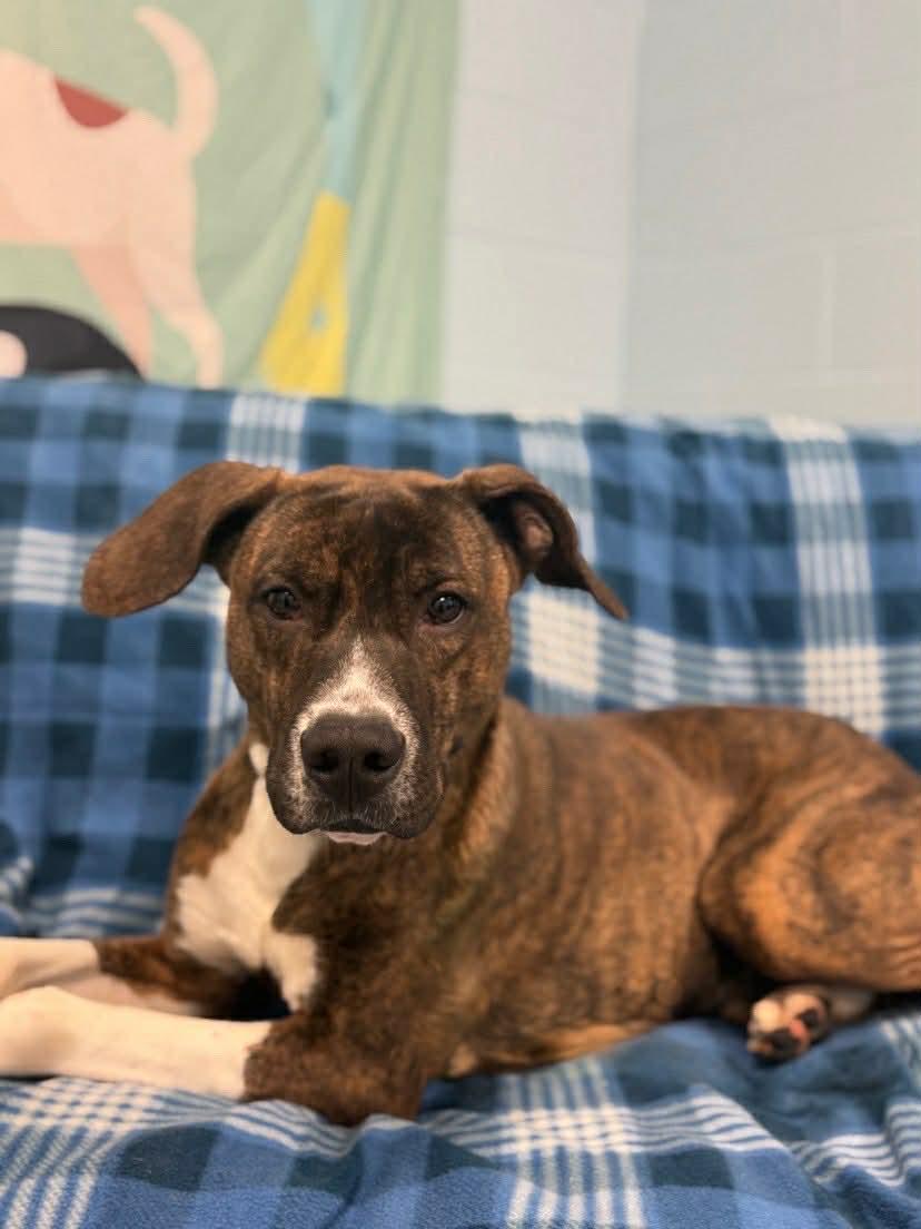 Enlarge Damien, a ADOPTABLE mixed breed in Pearisburg, VA image 1/2