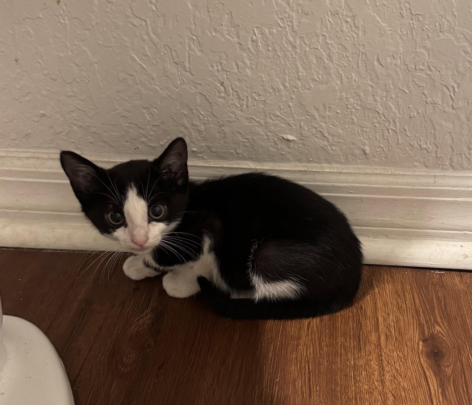 Odin, Adopted, Kitten Male Tuxedo.