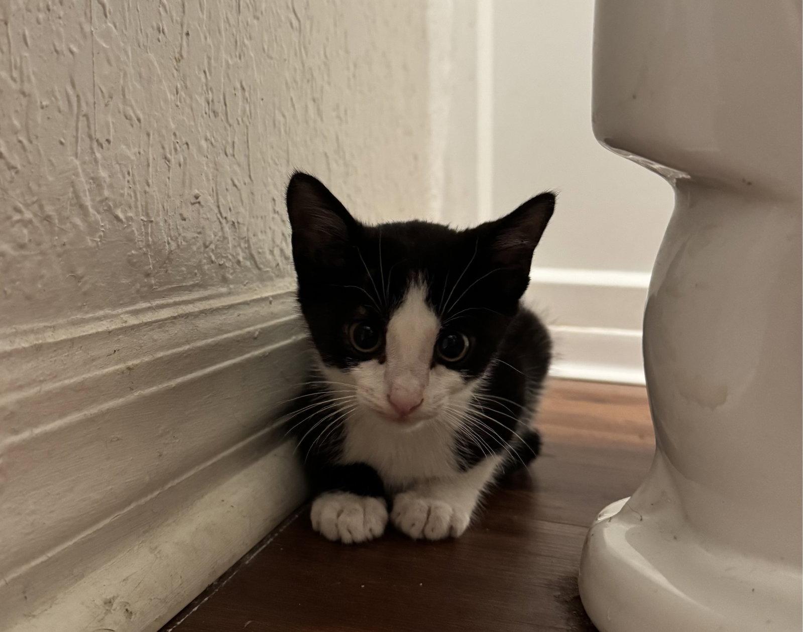 Odin, a Adopted Tuxedo in Orlando, FL image 2/2