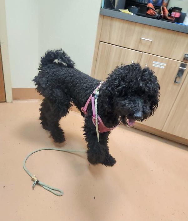 Sophie, Adoptable, Adult Female Labradoodle.
