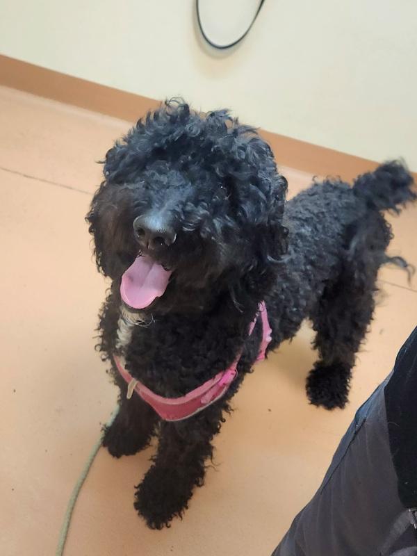 Enlarge Sophie, a Adoptable mixed breed in Kennewick, WA image 2/2