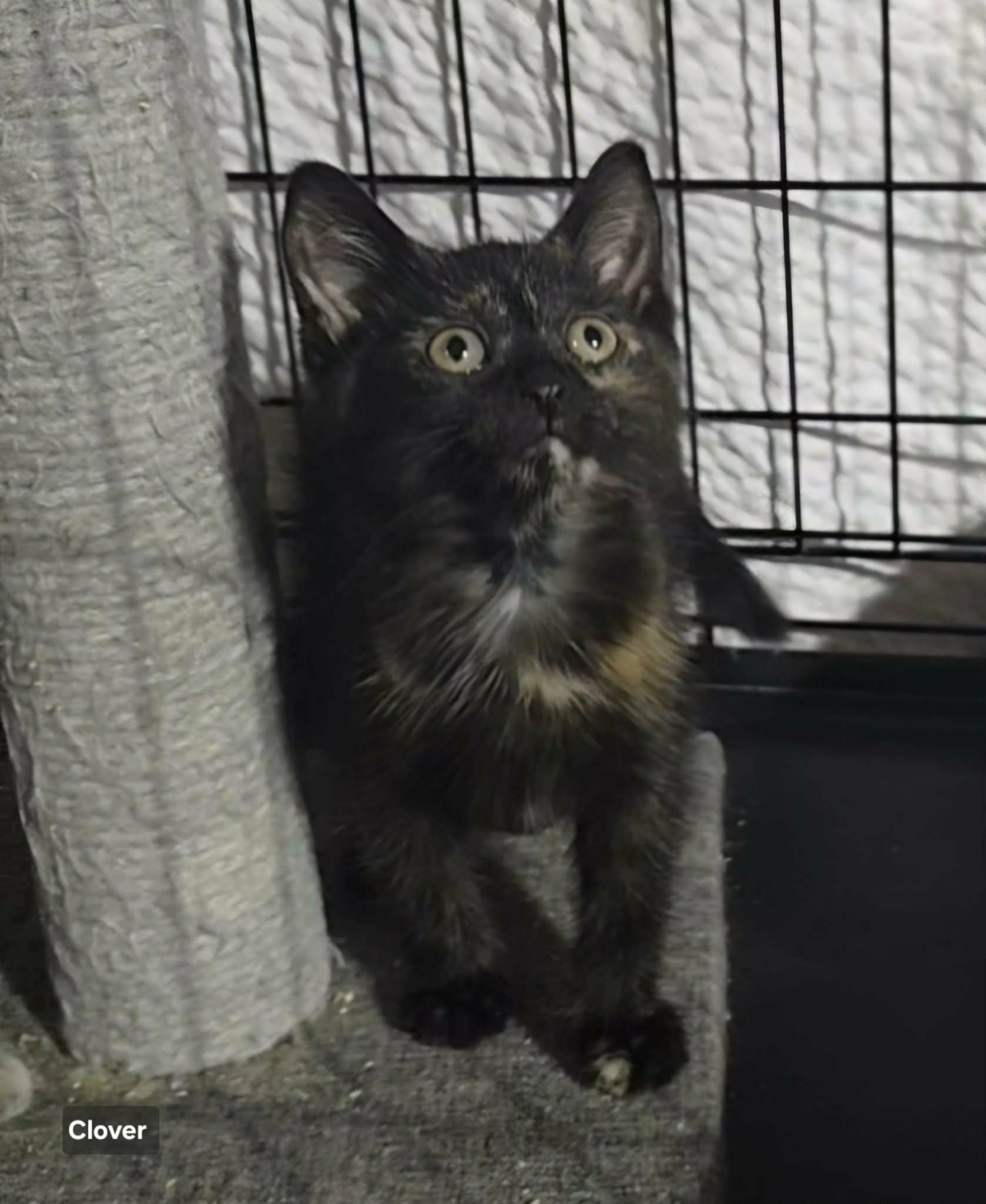 Clover, Adopted, Young Female Tortoiseshell.