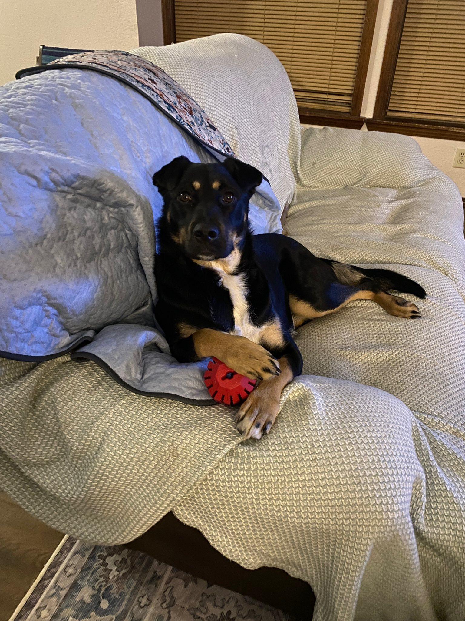 Enlarge Cadence, a Adoptable mixed breed in West Richland, WA image 5/6