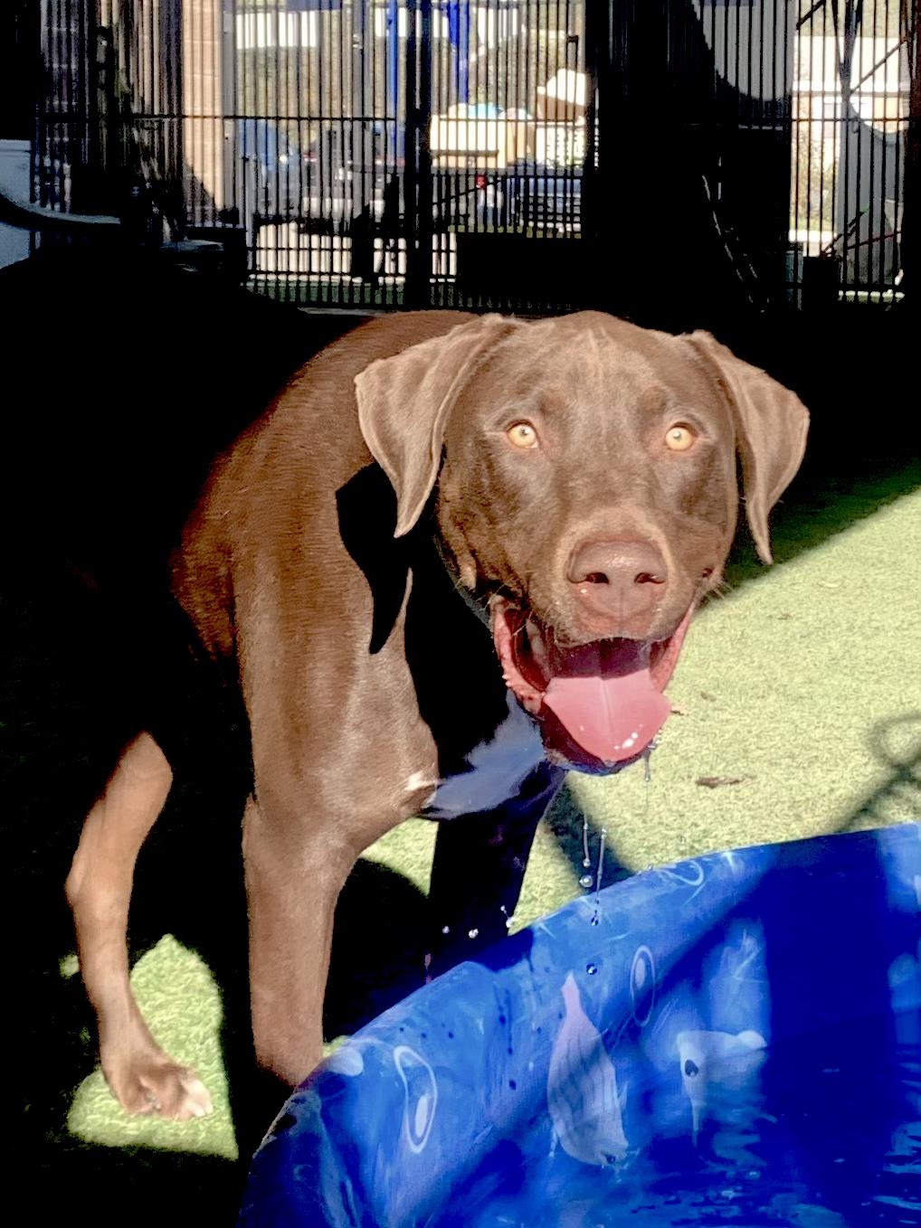 Dexter, a Adoptable mixed breed in Grass Valley, CA image 6/6