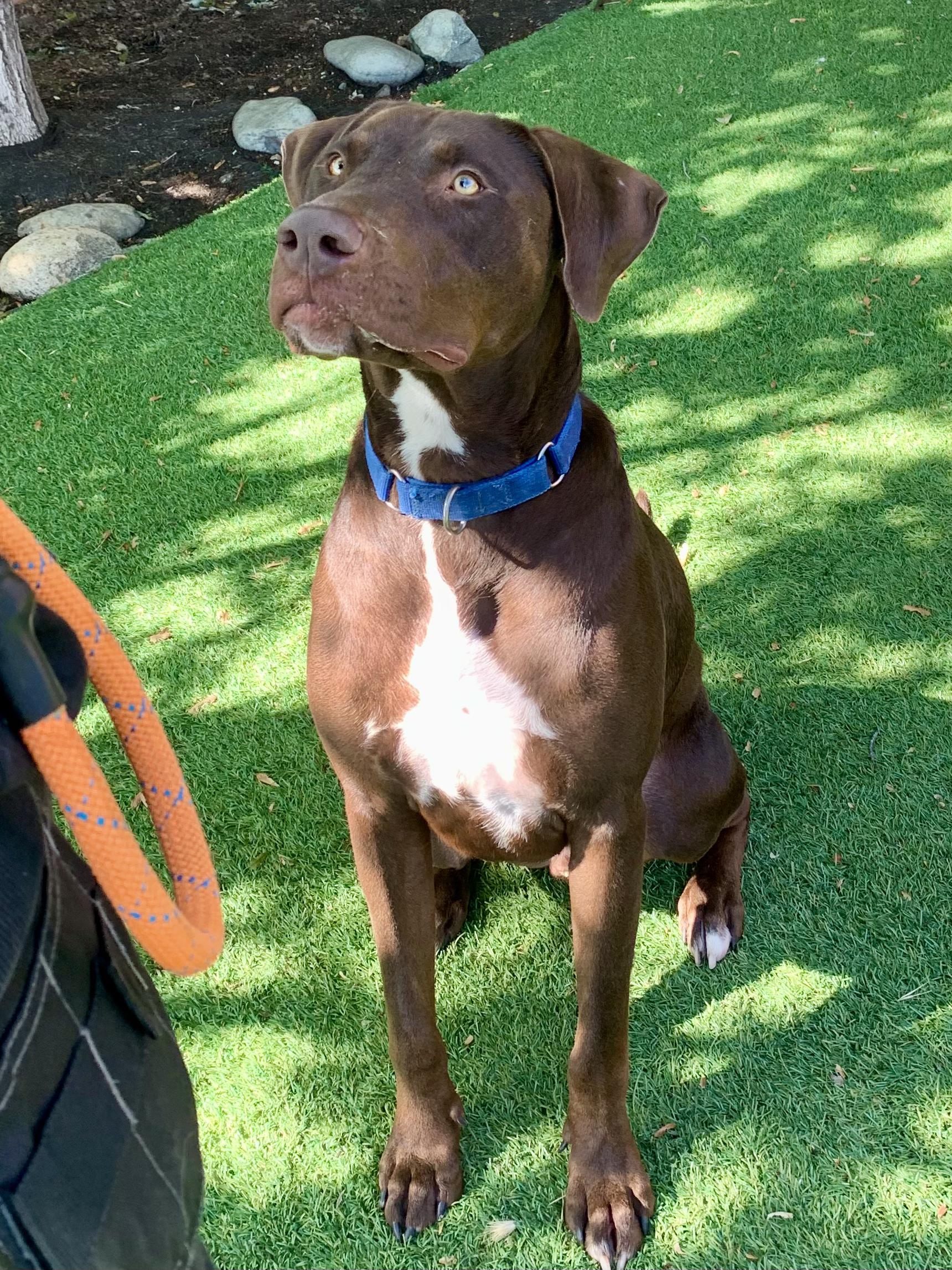 Enlarge Dexter, a Adoptable mixed breed in Grass Valley, CA image 6/6