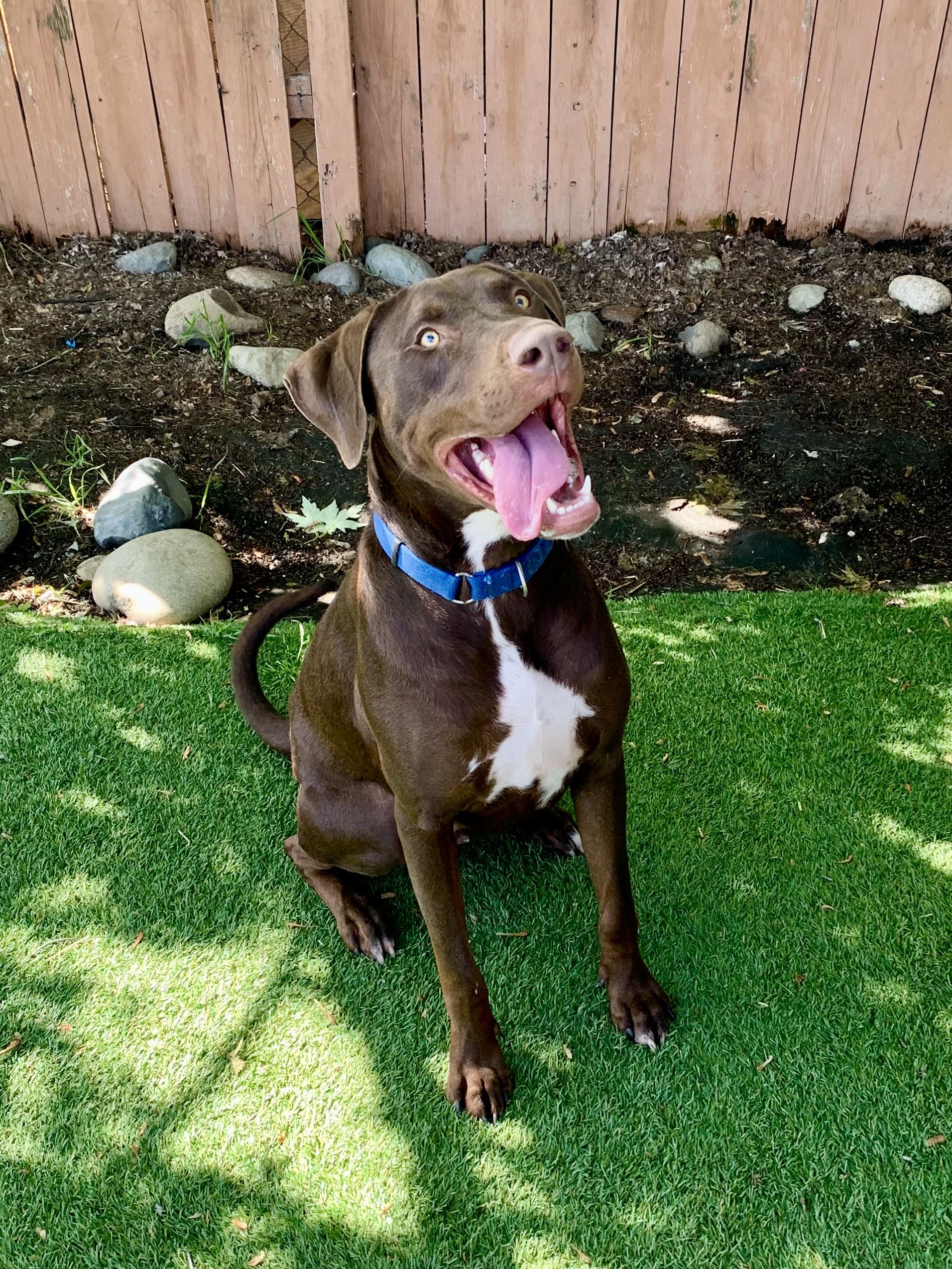 Enlarge Dexter, a Adoptable mixed breed in Grass Valley, CA image 1/6