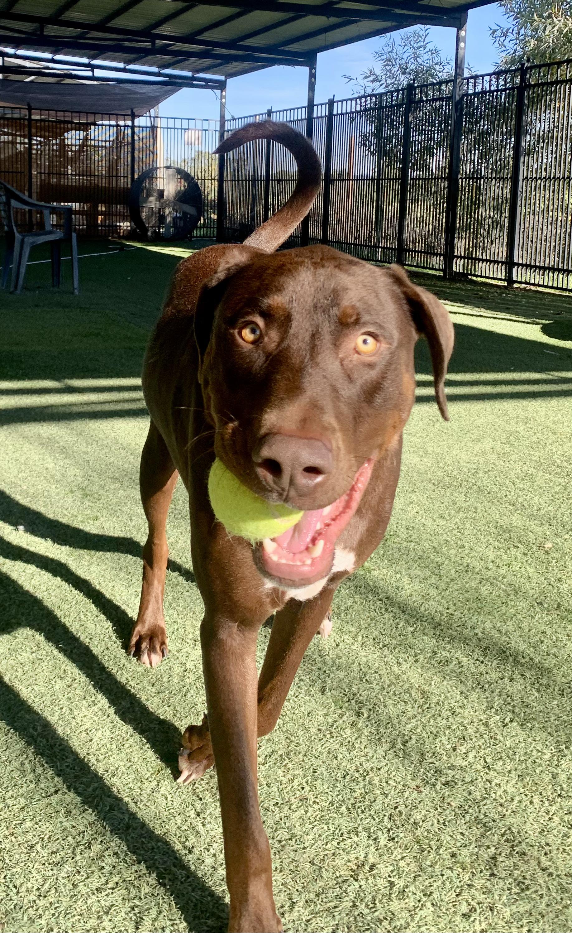 Dexter, a Adoptable mixed breed in Grass Valley, CA image 2/6