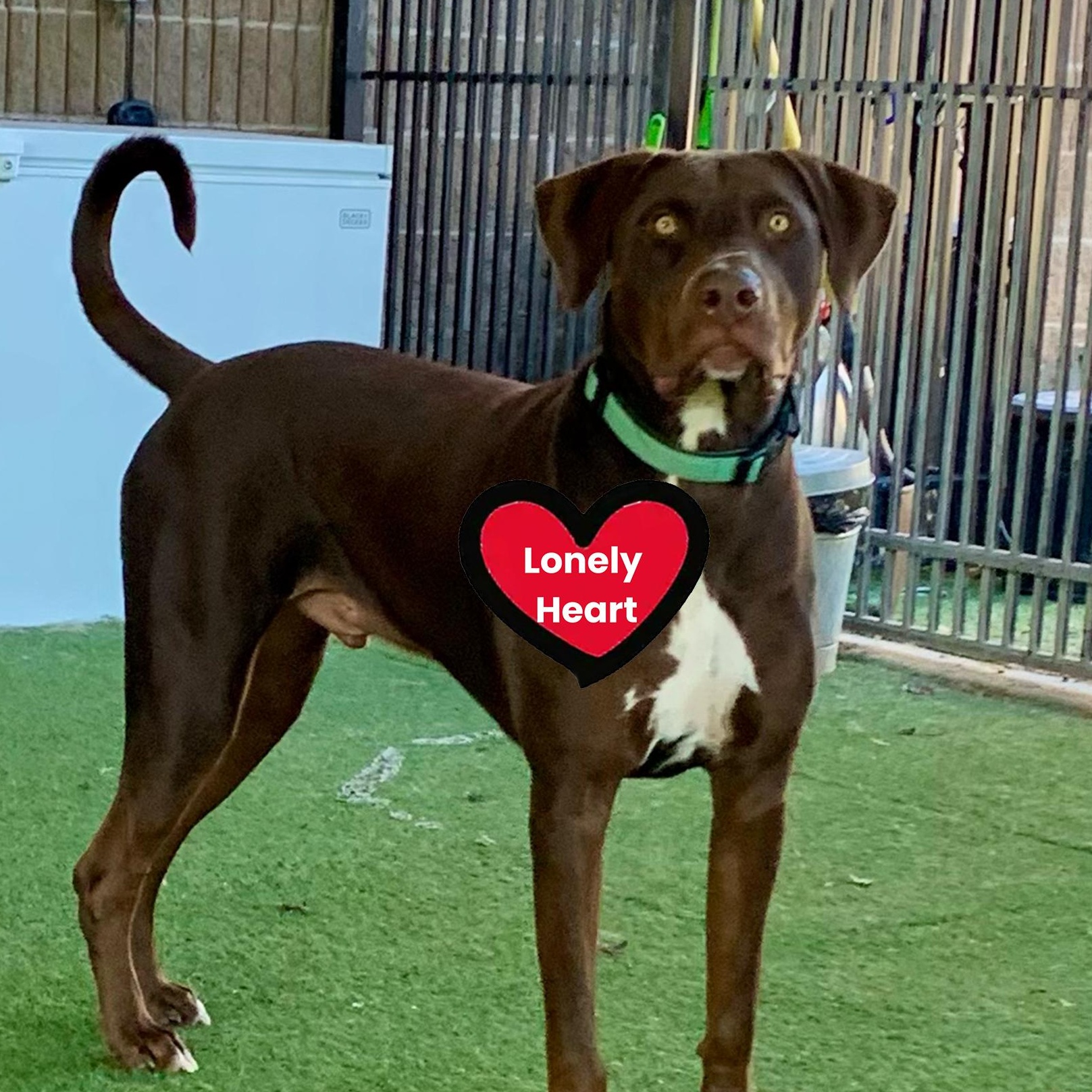 Enlarge Dexter, a Adoptable mixed breed in Grass Valley, CA image 1/6