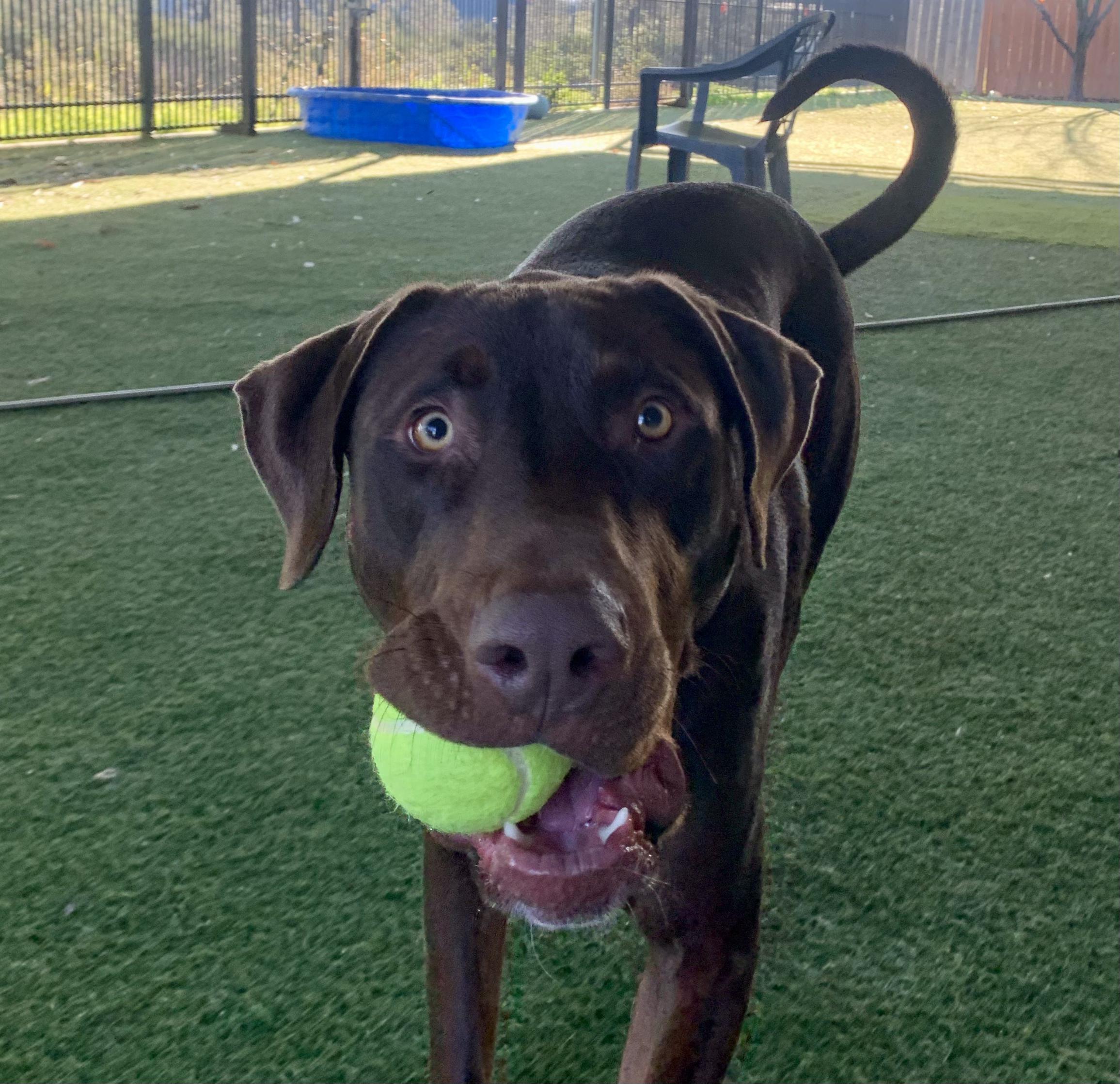 Dexter, Adoptable, Adult Male Doberman Pinscher & Labrador Retriever.