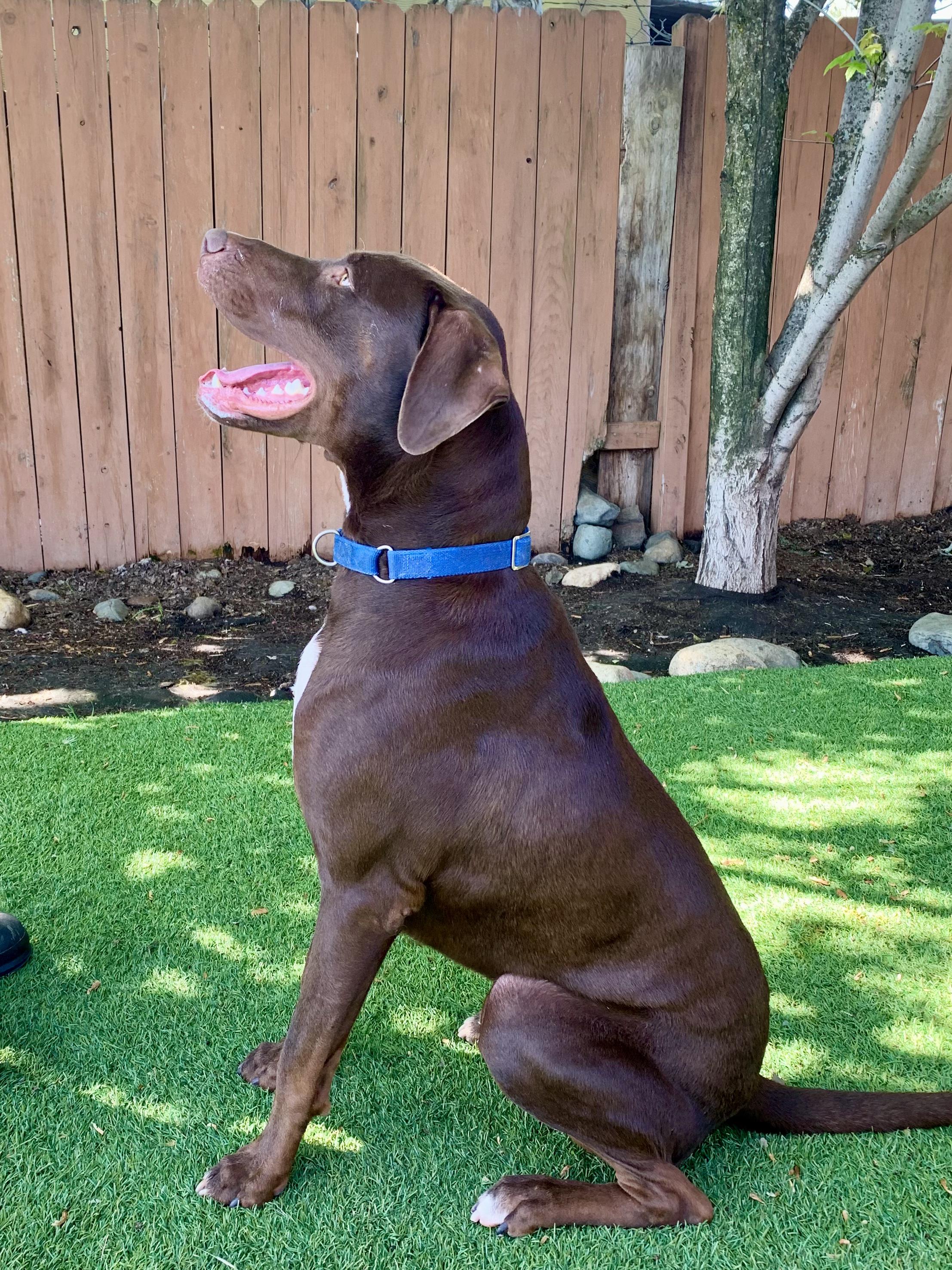 Enlarge Dexter, a Adoptable mixed breed in Grass Valley, CA image 5/6