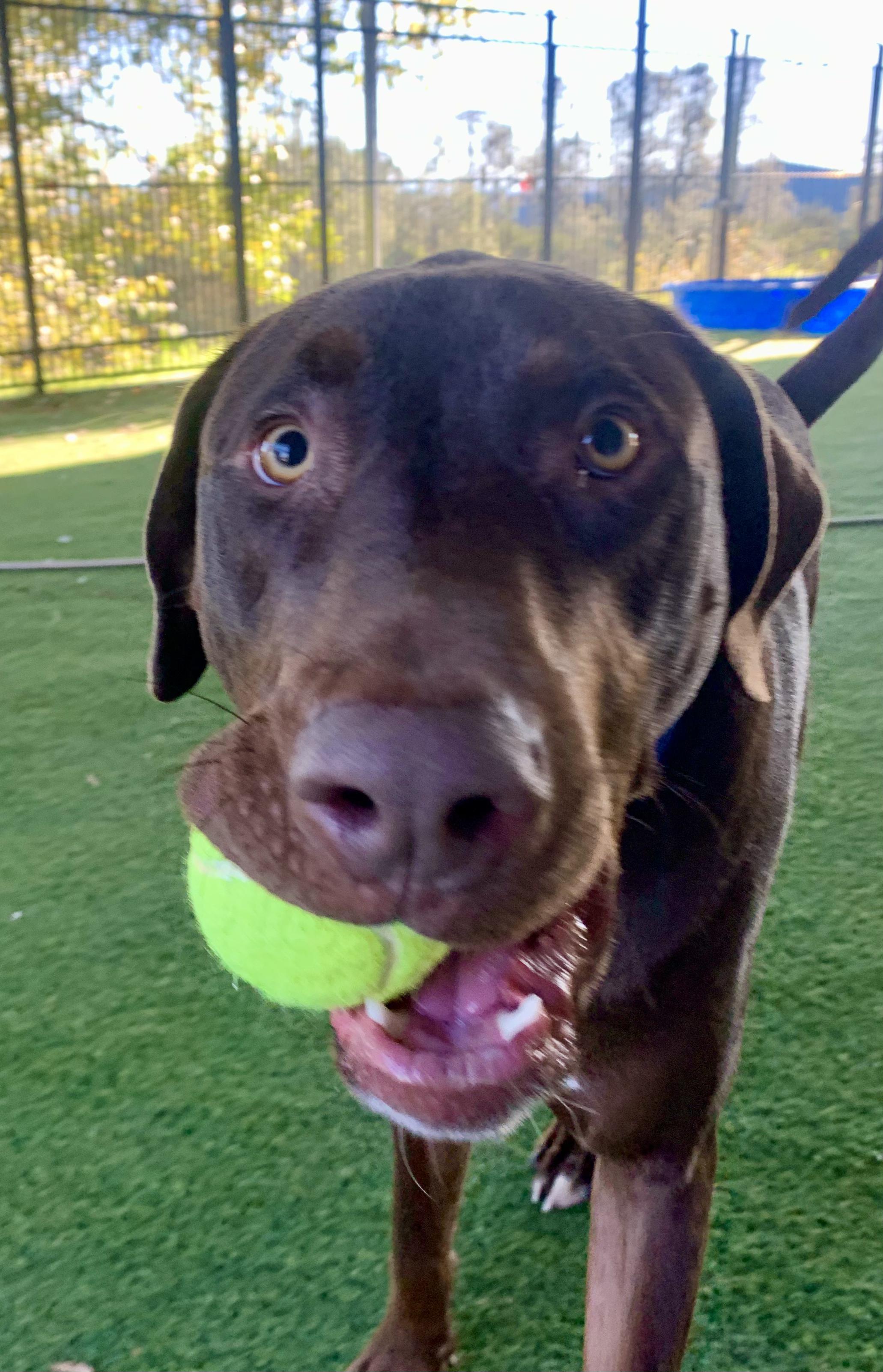 Dexter, a Adoptable mixed breed in Grass Valley, CA image 4/6
