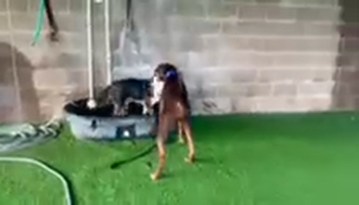 Enlarge Dexter, a Adoptable mixed breed in Grass Valley, CA video 5/6