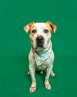 Enlarge Bobby, a Adoptable mixed breed in Sevierville, TN image 5/6