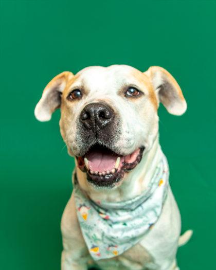 Enlarge Bobby, a Adoptable mixed breed in Sevierville, TN image 2/6